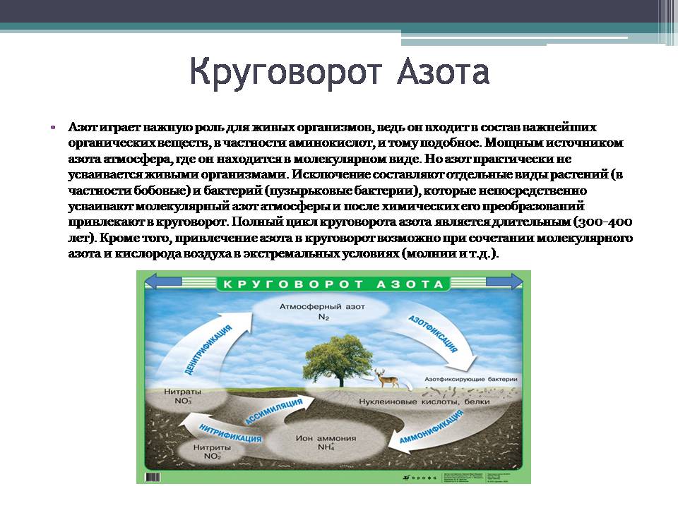 Презентація на тему «Анализ схем круговорота основных веществ в природе» - Слайд #7 Презентація на тему «Анализ схем круговорота основных веществ в природе» - Слайд #7