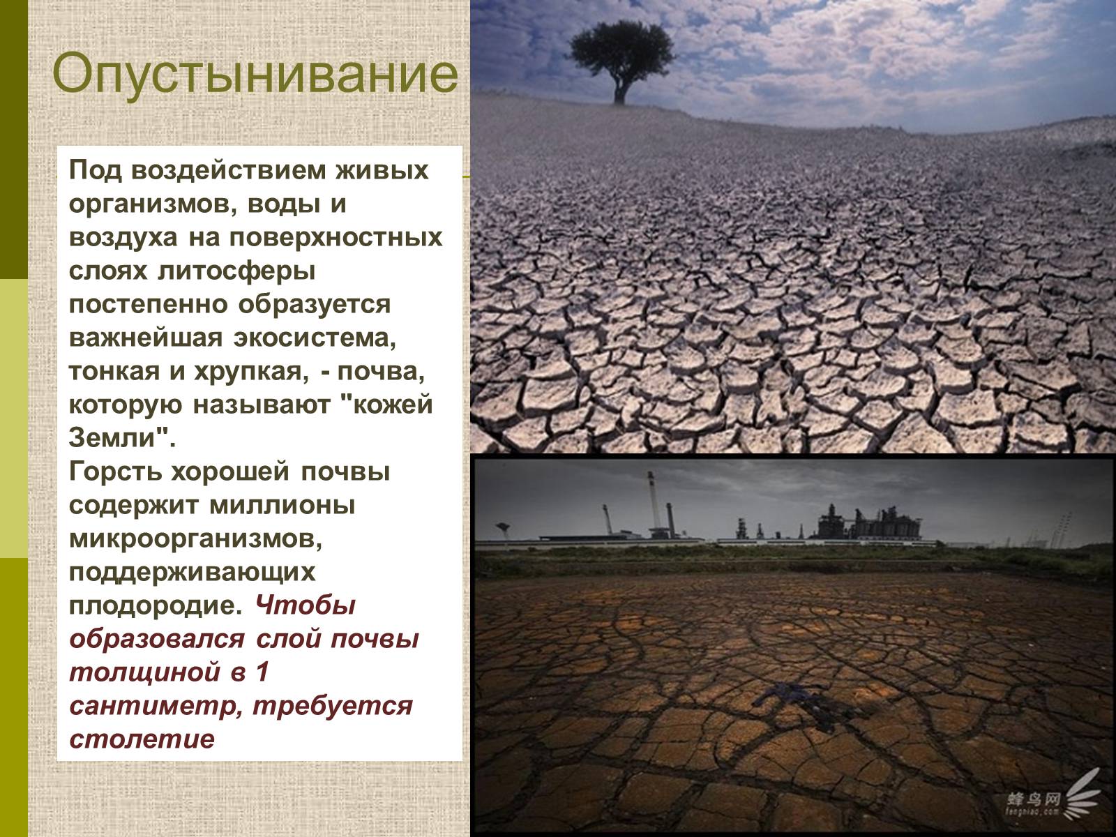 Презентація на тему «Экологические проблемы современного мира» - Слайд #11 Презентація на тему «Экологические проблемы современного мира» - Слайд #11