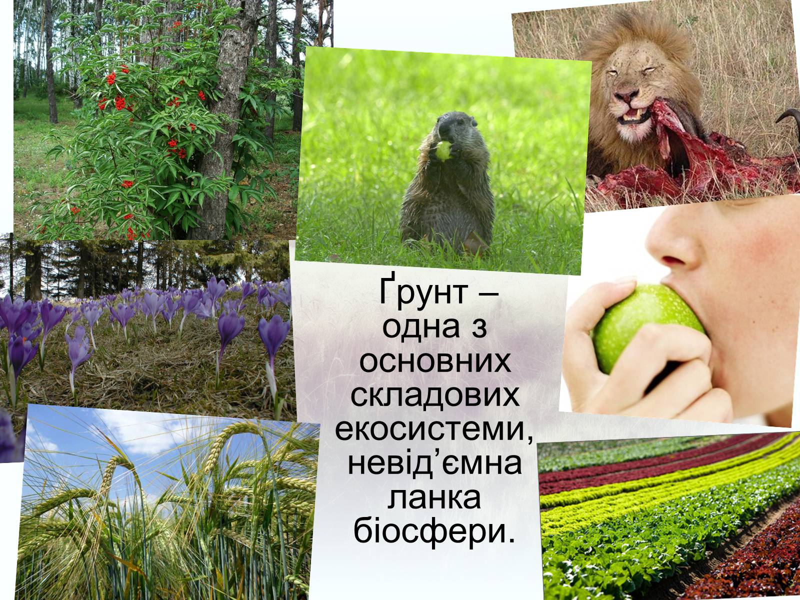 Презентація на тему «Забруднення грунтів України» (варіант 2) - Слайд #2 Презентація на тему «Забруднення грунтів України» (варіант 2) - Слайд #2