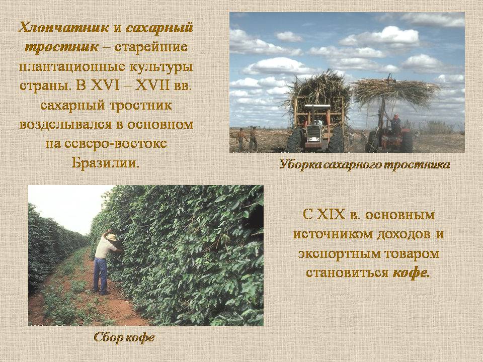Презентація на тему «Бразилия» - Слайд #15 Презентація на тему «Бразилия» - Слайд #15