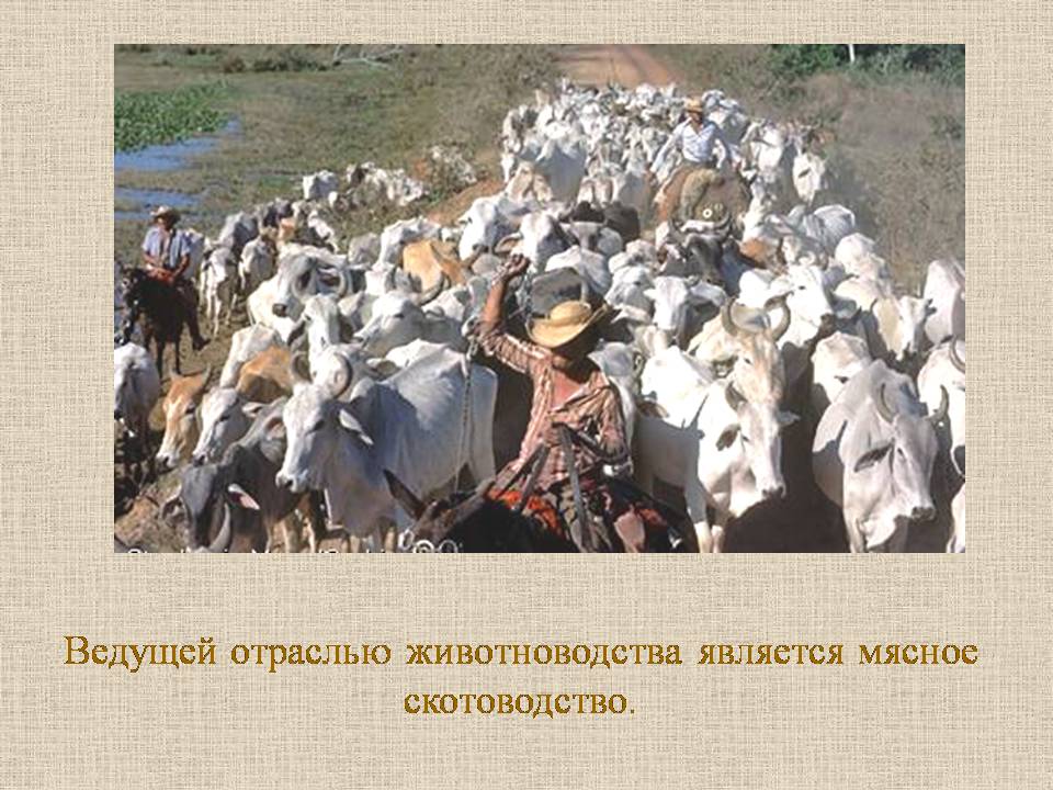 Презентація на тему «Бразилия» - Слайд #16 Презентація на тему «Бразилия» - Слайд #16