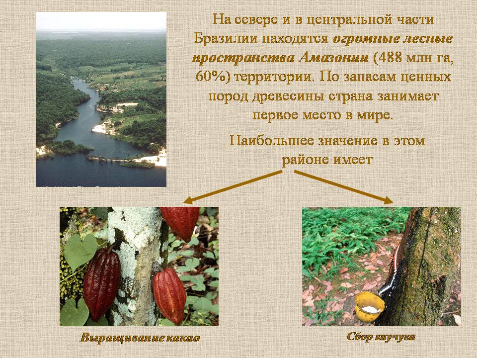 Презентація на тему «Бразилия» - Слайд #17 Презентація на тему «Бразилия» - Слайд #17