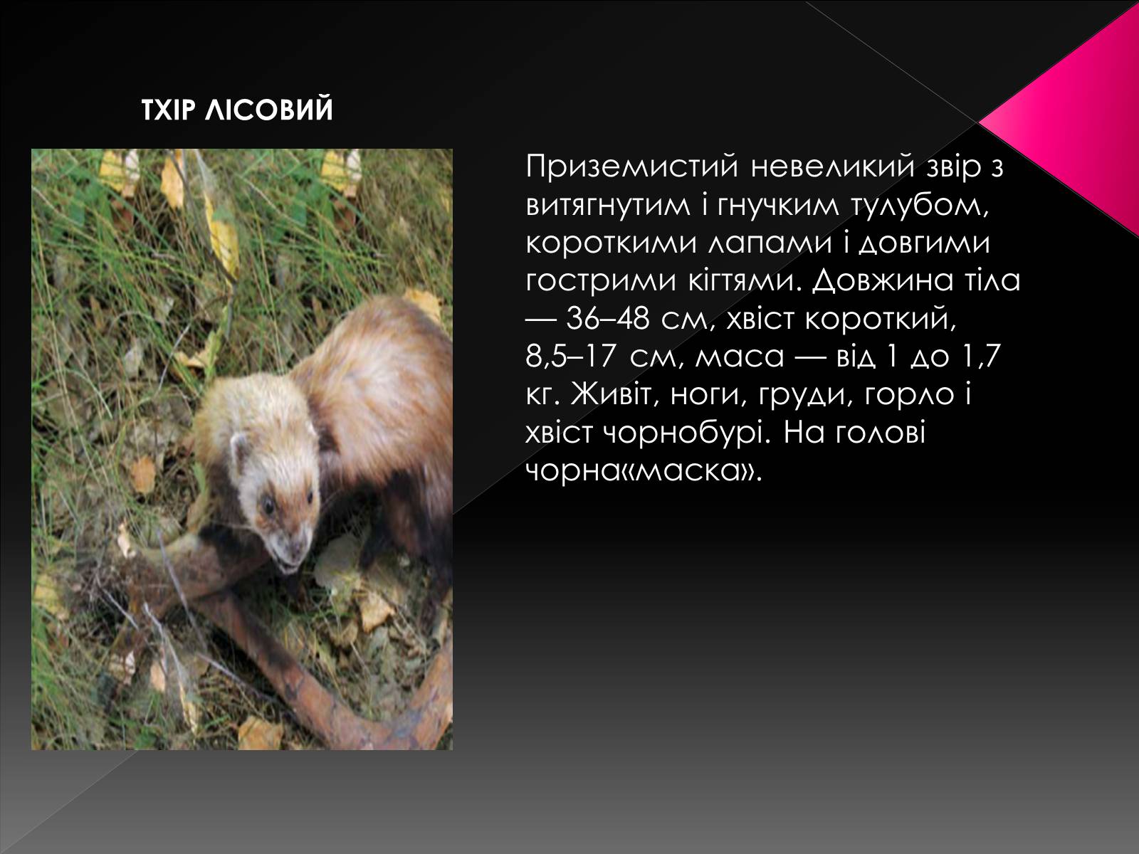 Презентація на тему «Червона книга України. Ссавці» - Слайд #12 Презентація на тему «Червона книга України. Ссавці» - Слайд #12