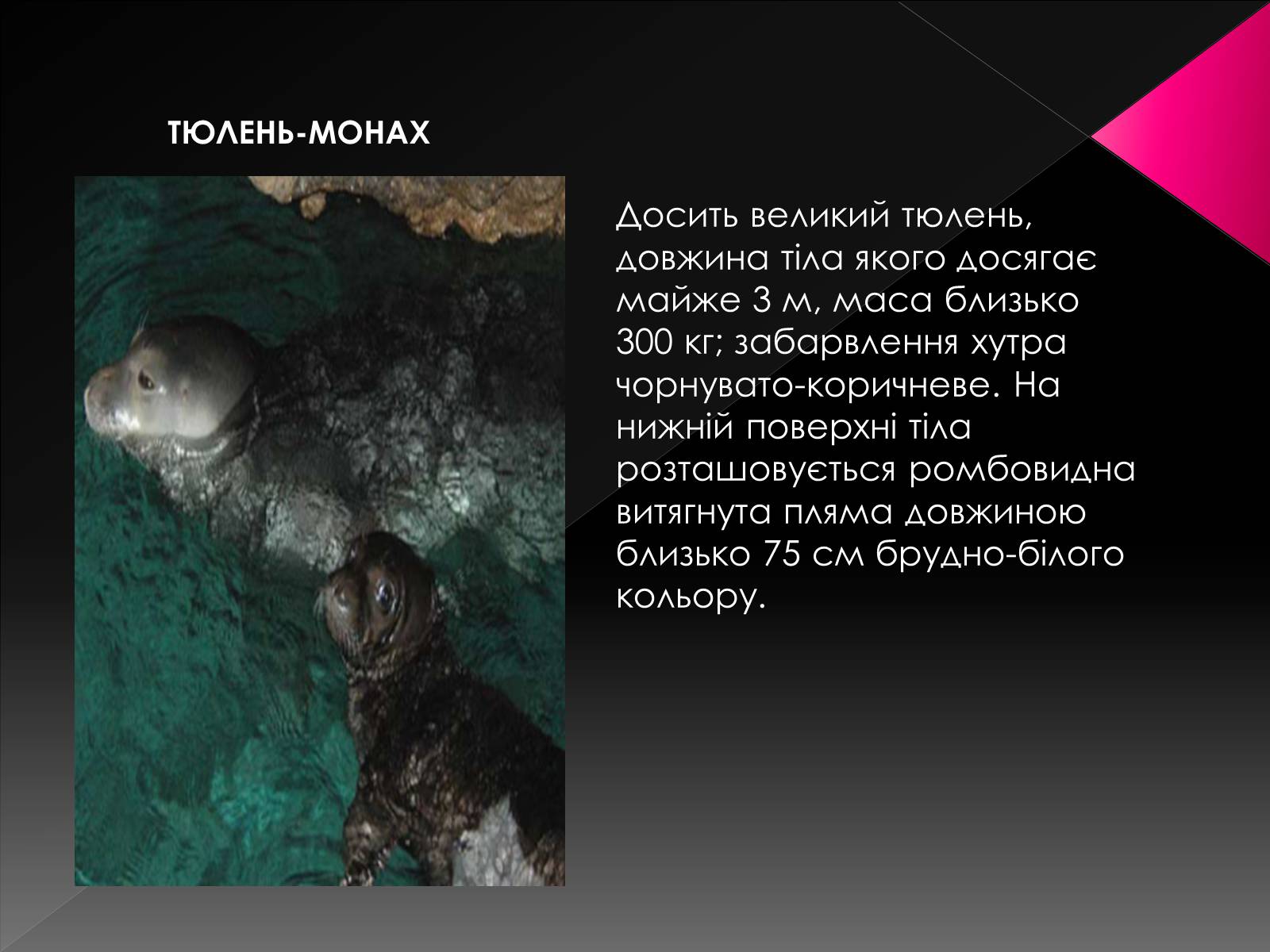 Презентація на тему «Червона книга України. Ссавці» - Слайд #13 Презентація на тему «Червона книга України. Ссавці» - Слайд #13