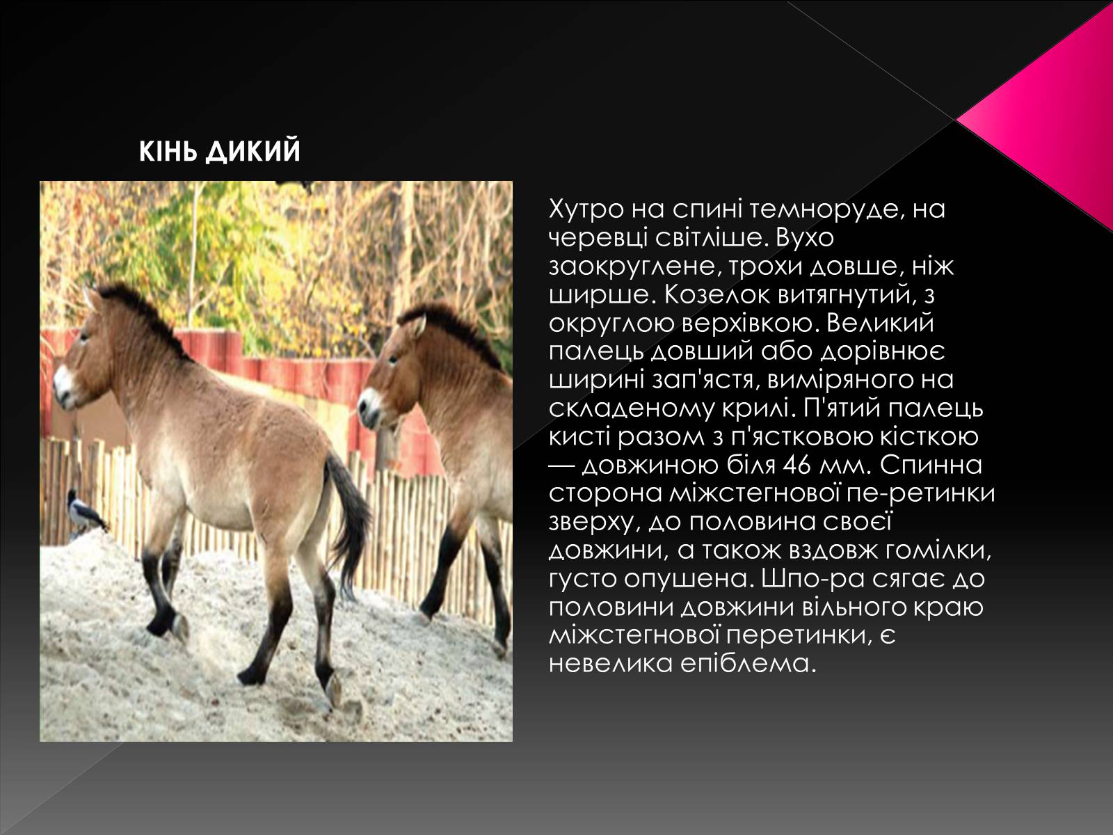 Презентація на тему «Червона книга України. Ссавці» - Слайд #14 Презентація на тему «Червона книга України. Ссавці» - Слайд #14
