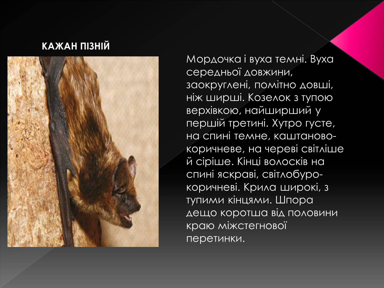 Презентація на тему «Червона книга України. Ссавці» - Слайд #15 Презентація на тему «Червона книга України. Ссавці» - Слайд #15
