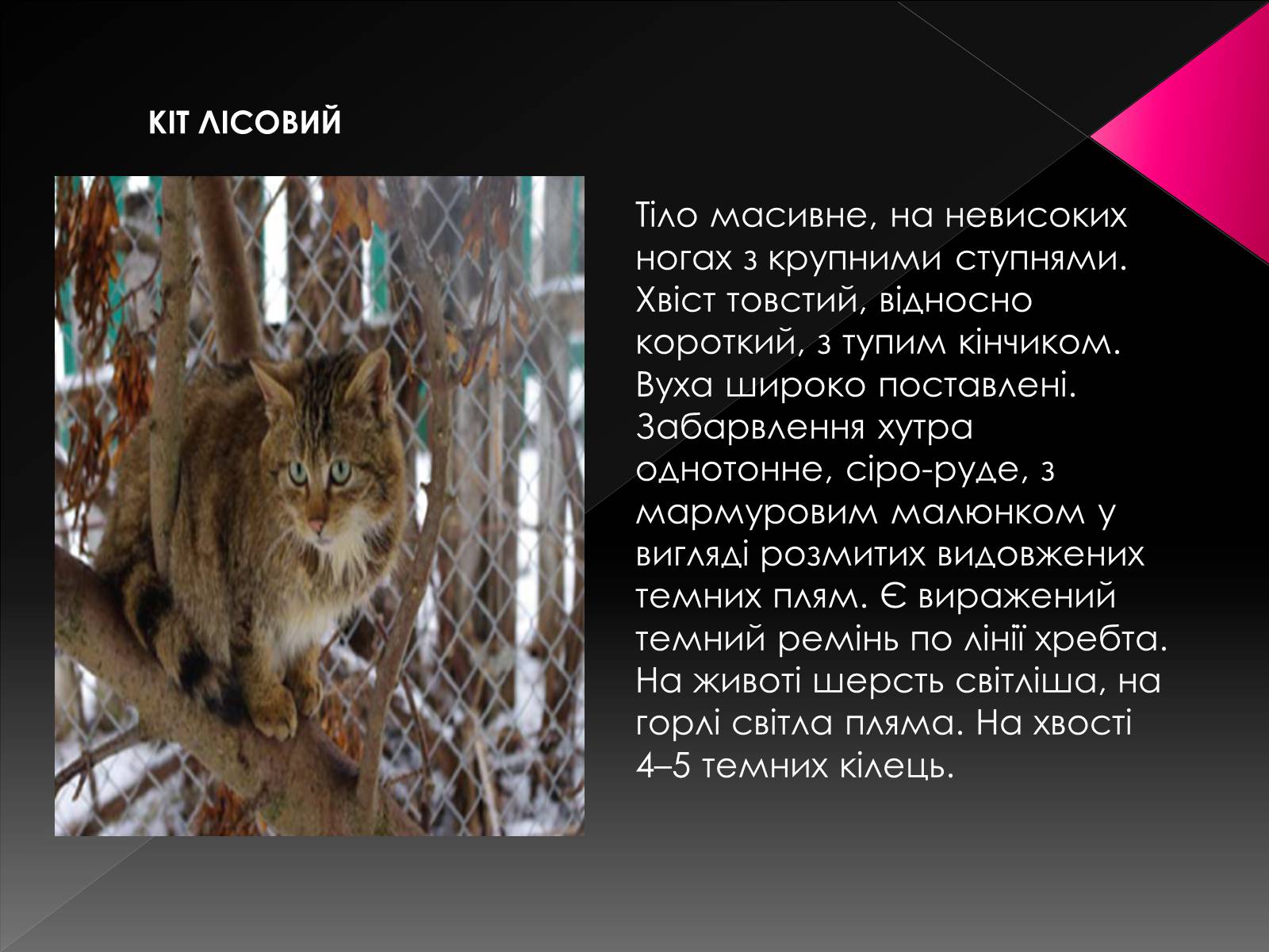 Презентація на тему «Червона книга України. Ссавці» - Слайд #17 Презентація на тему «Червона книга України. Ссавці» - Слайд #17