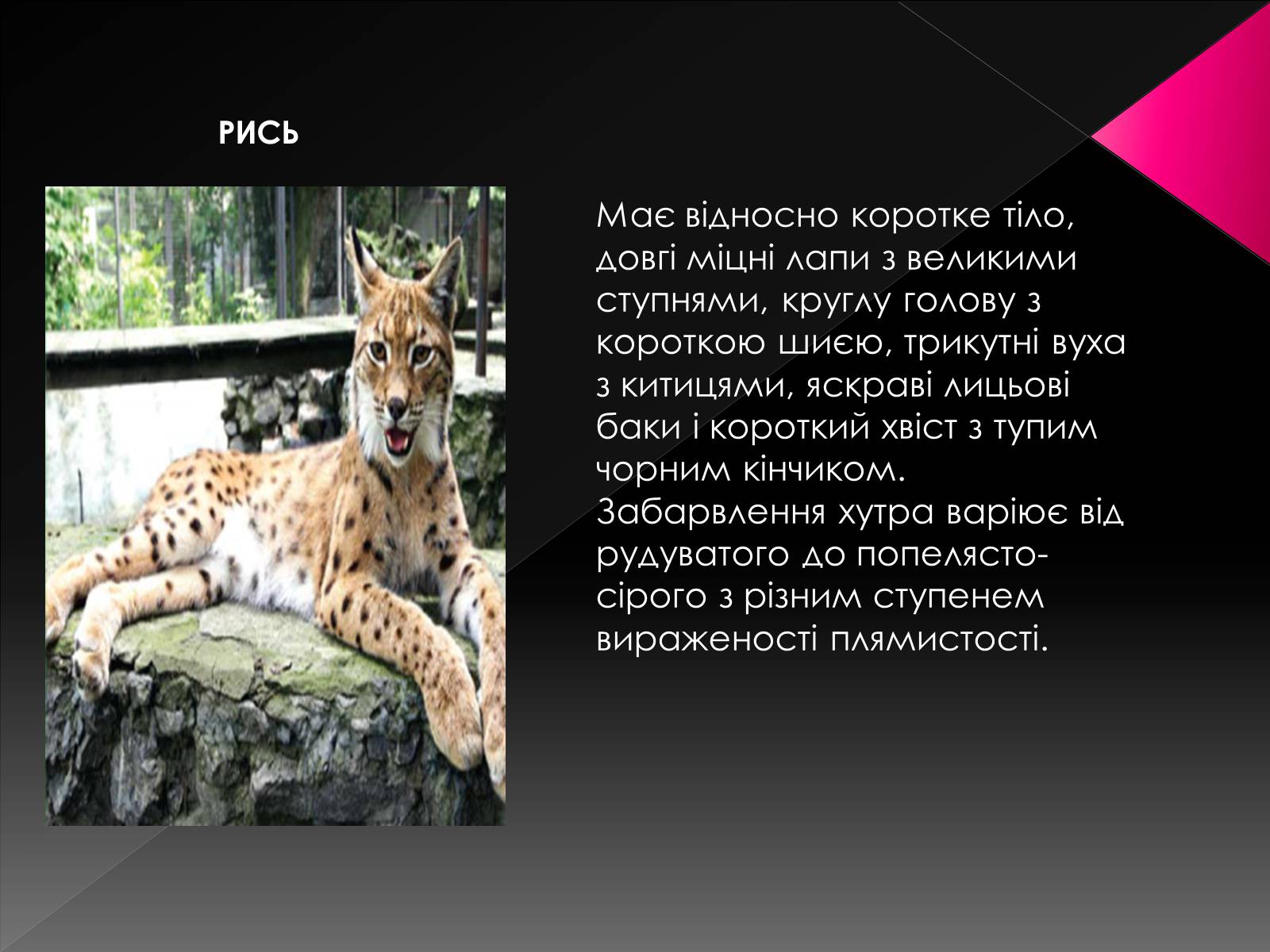 Презентація на тему «Червона книга України. Ссавці» - Слайд #18 Презентація на тему «Червона книга України. Ссавці» - Слайд #18