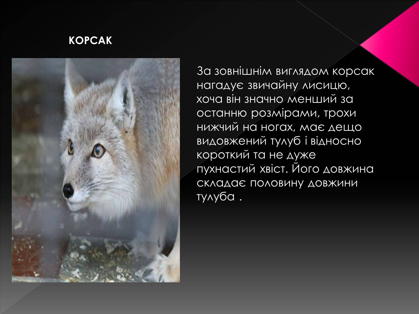 Презентація на тему «Червона книга України. Ссавці» - Слайд #19 Презентація на тему «Червона книга України. Ссавці» - Слайд #19