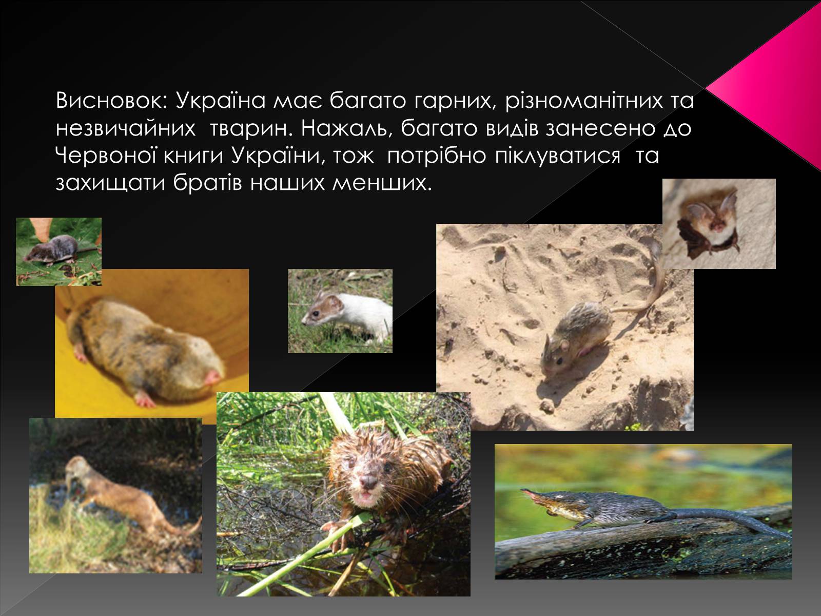 Презентація на тему «Червона книга України. Ссавці» - Слайд #20 Презентація на тему «Червона книга України. Ссавці» - Слайд #20