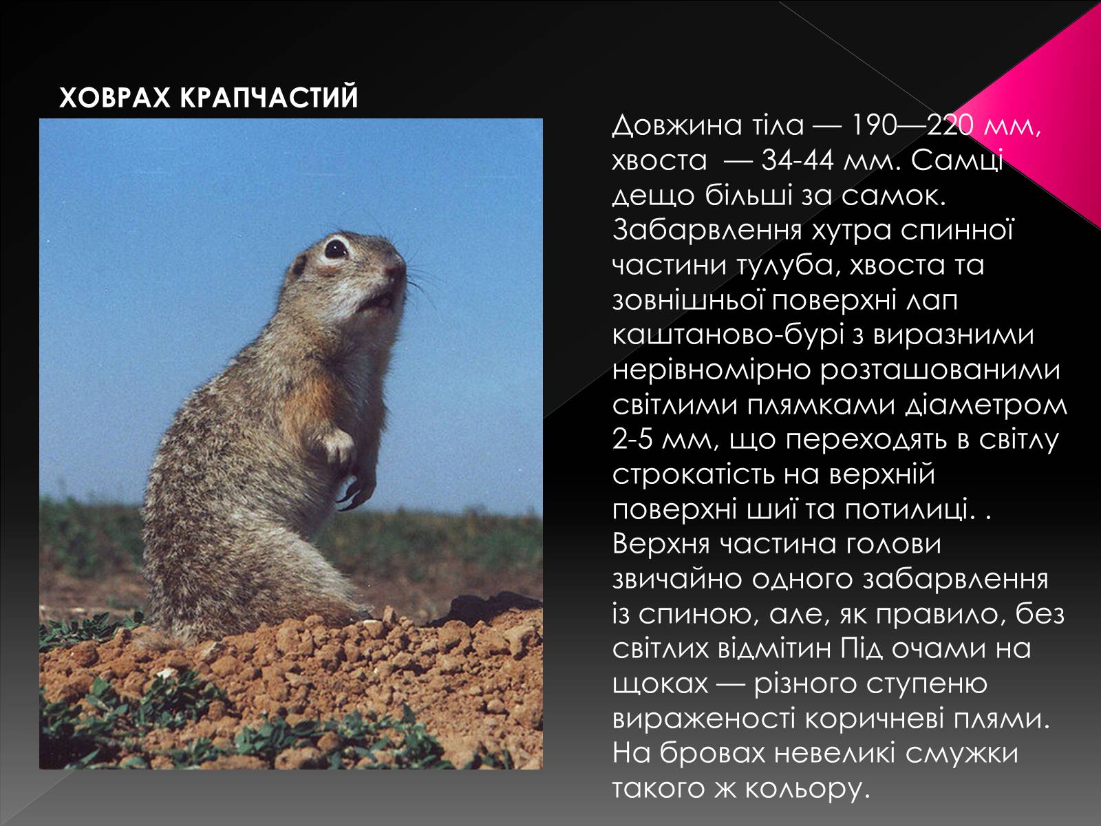 Презентація на тему «Червона книга України. Ссавці» - Слайд #4 Презентація на тему «Червона книга України. Ссавці» - Слайд #4