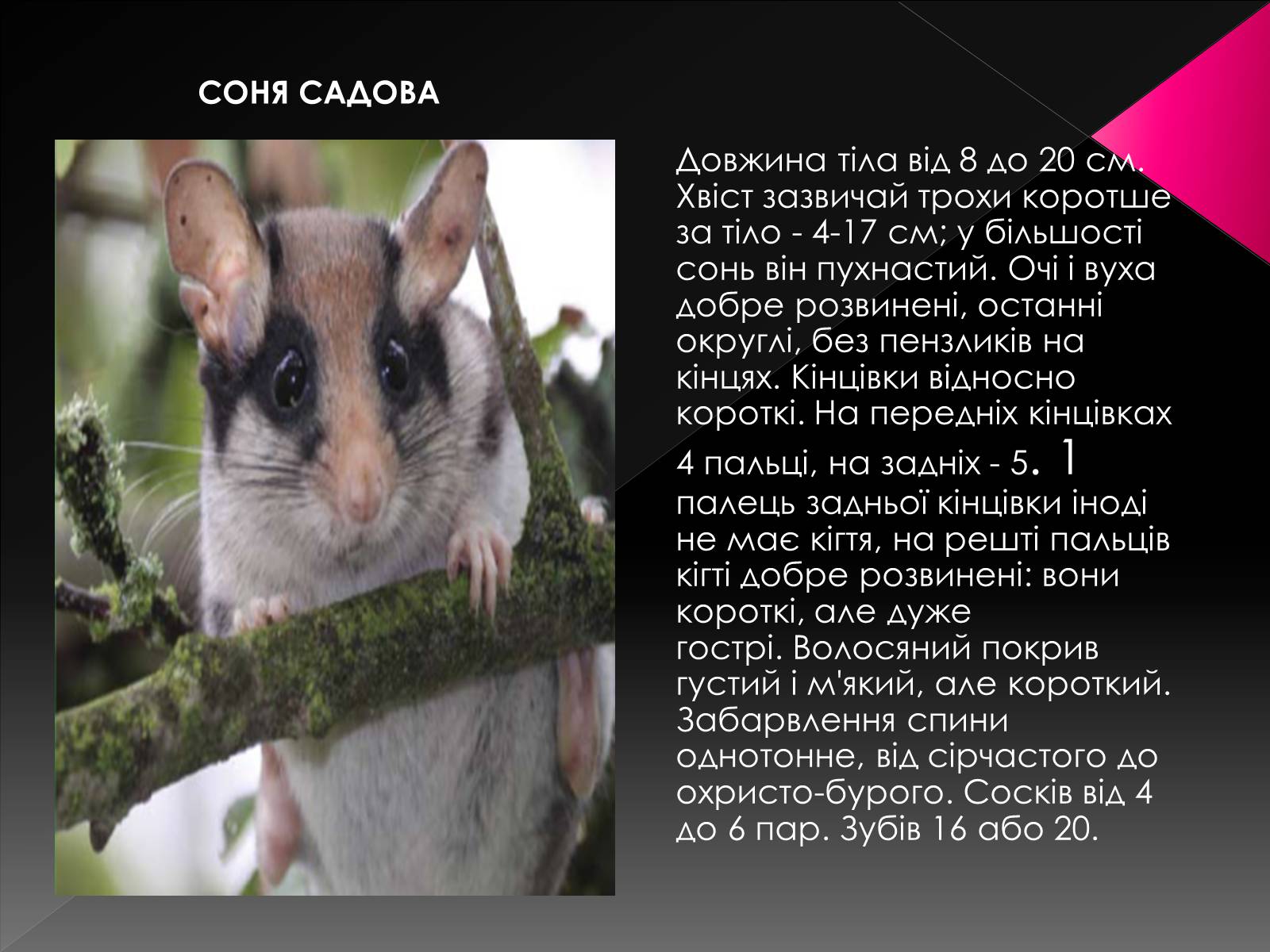 Презентація на тему «Червона книга України. Ссавці» - Слайд #5 Презентація на тему «Червона книга України. Ссавці» - Слайд #5