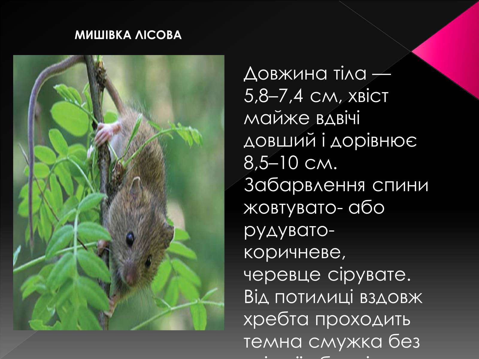 Презентація на тему «Червона книга України. Ссавці» - Слайд #6 Презентація на тему «Червона книга України. Ссавці» - Слайд #6