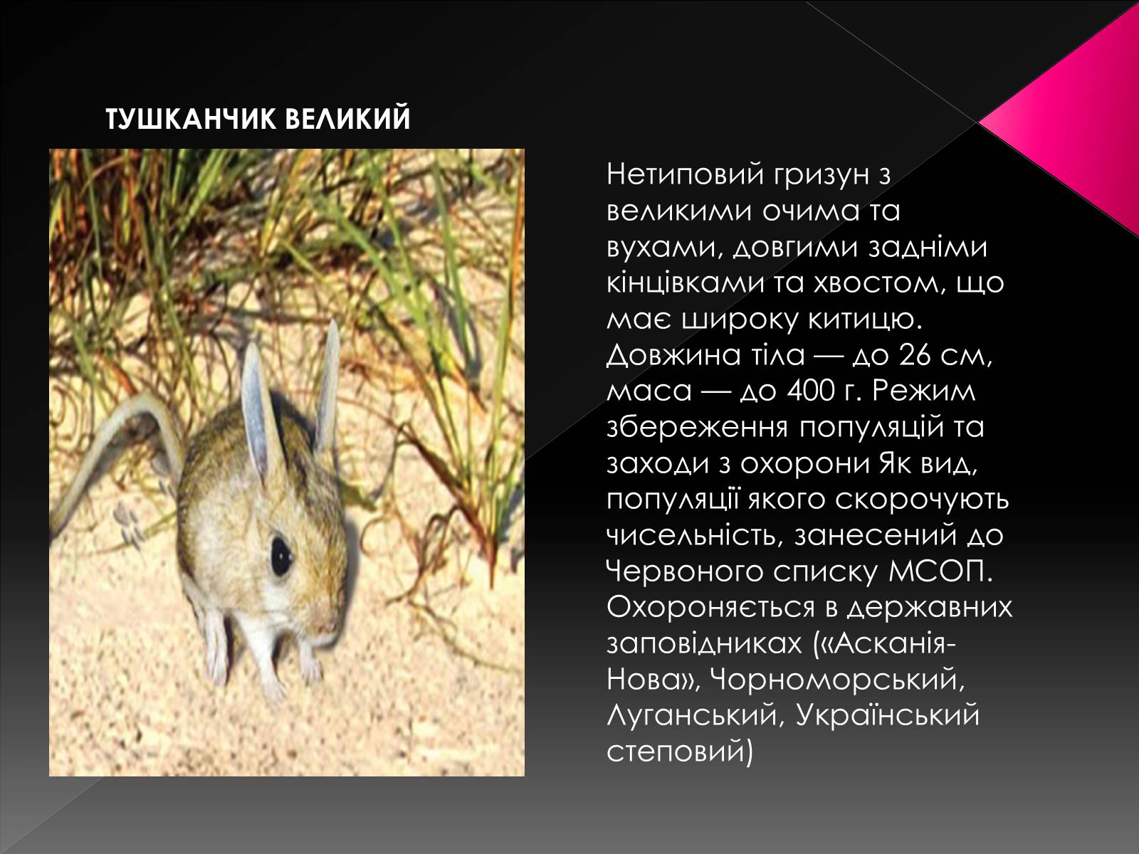 Презентація на тему «Червона книга України. Ссавці» - Слайд #7 Презентація на тему «Червона книга України. Ссавці» - Слайд #7