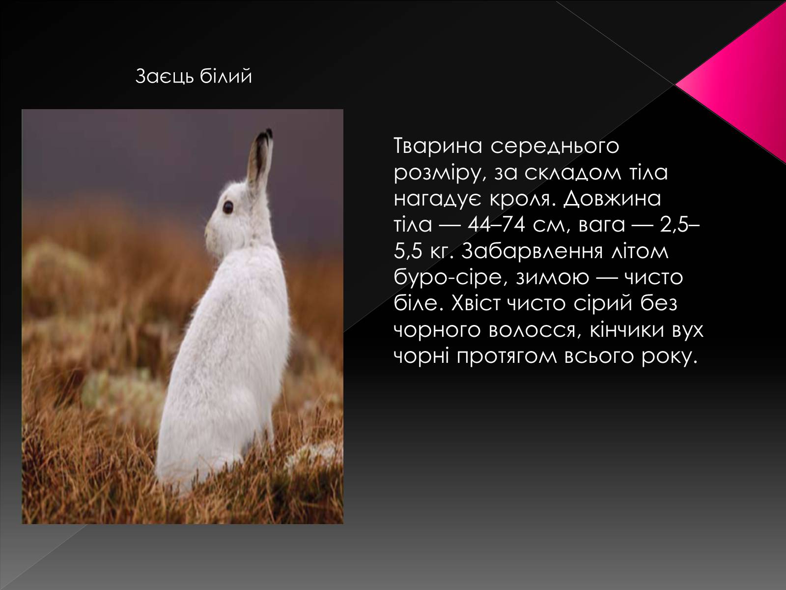 Презентація на тему «Червона книга України. Ссавці» - Слайд #8 Презентація на тему «Червона книга України. Ссавці» - Слайд #8