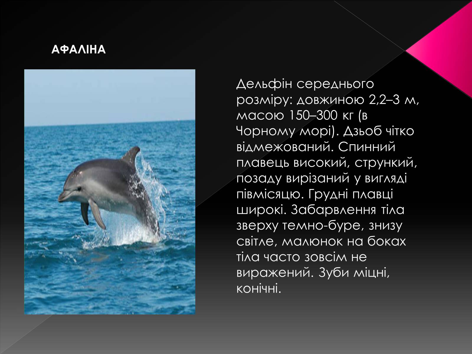 Презентація на тему «Червона книга України. Ссавці» - Слайд #9 Презентація на тему «Червона книга України. Ссавці» - Слайд #9