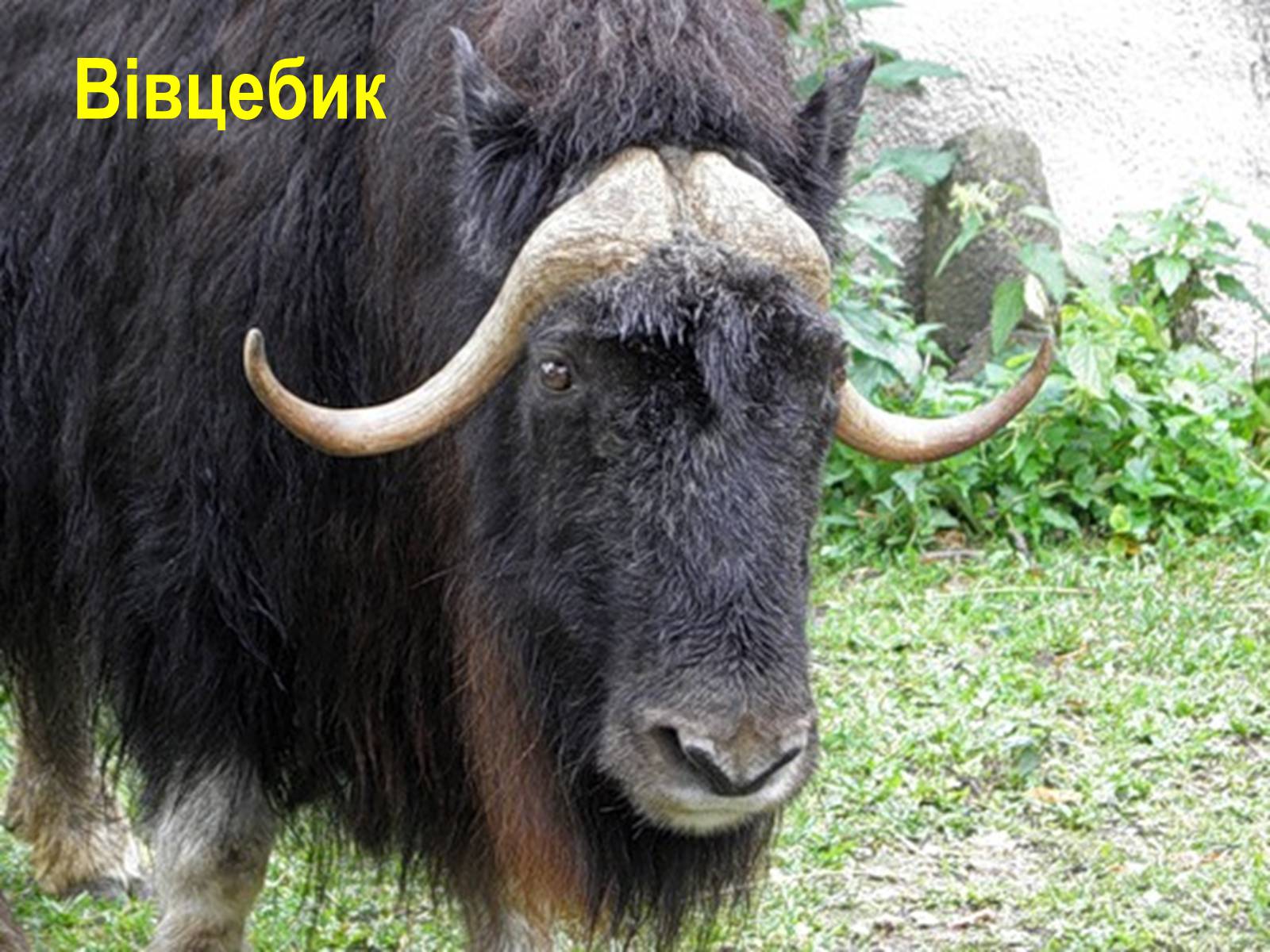 Презентація на тему «Північна Америка» (варіант 1) - Слайд #30 Презентація на тему «Північна Америка» (варіант 1) - Слайд #30