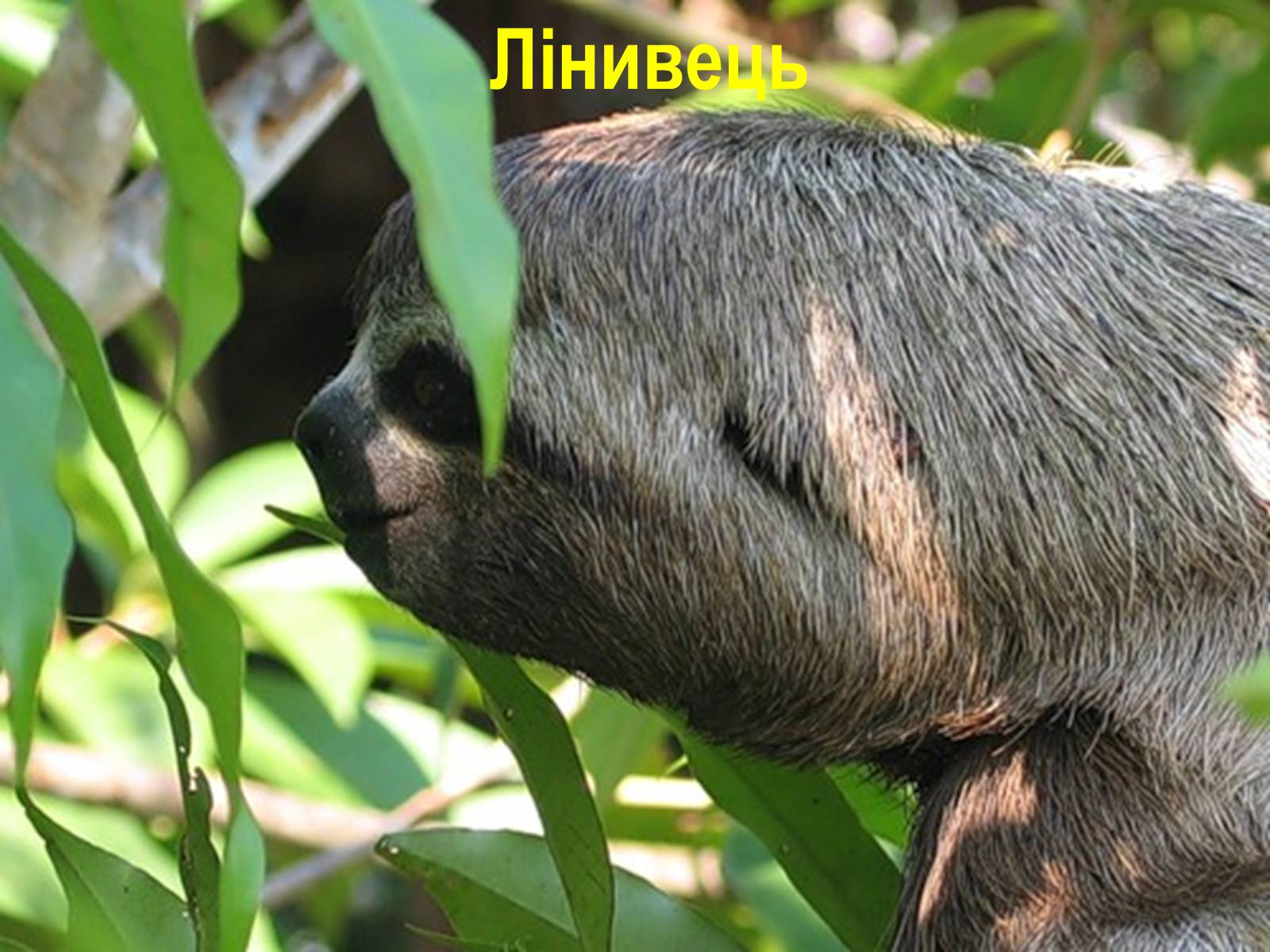 Презентація на тему «Північна Америка» (варіант 1) - Слайд #38 Презентація на тему «Північна Америка» (варіант 1) - Слайд #38