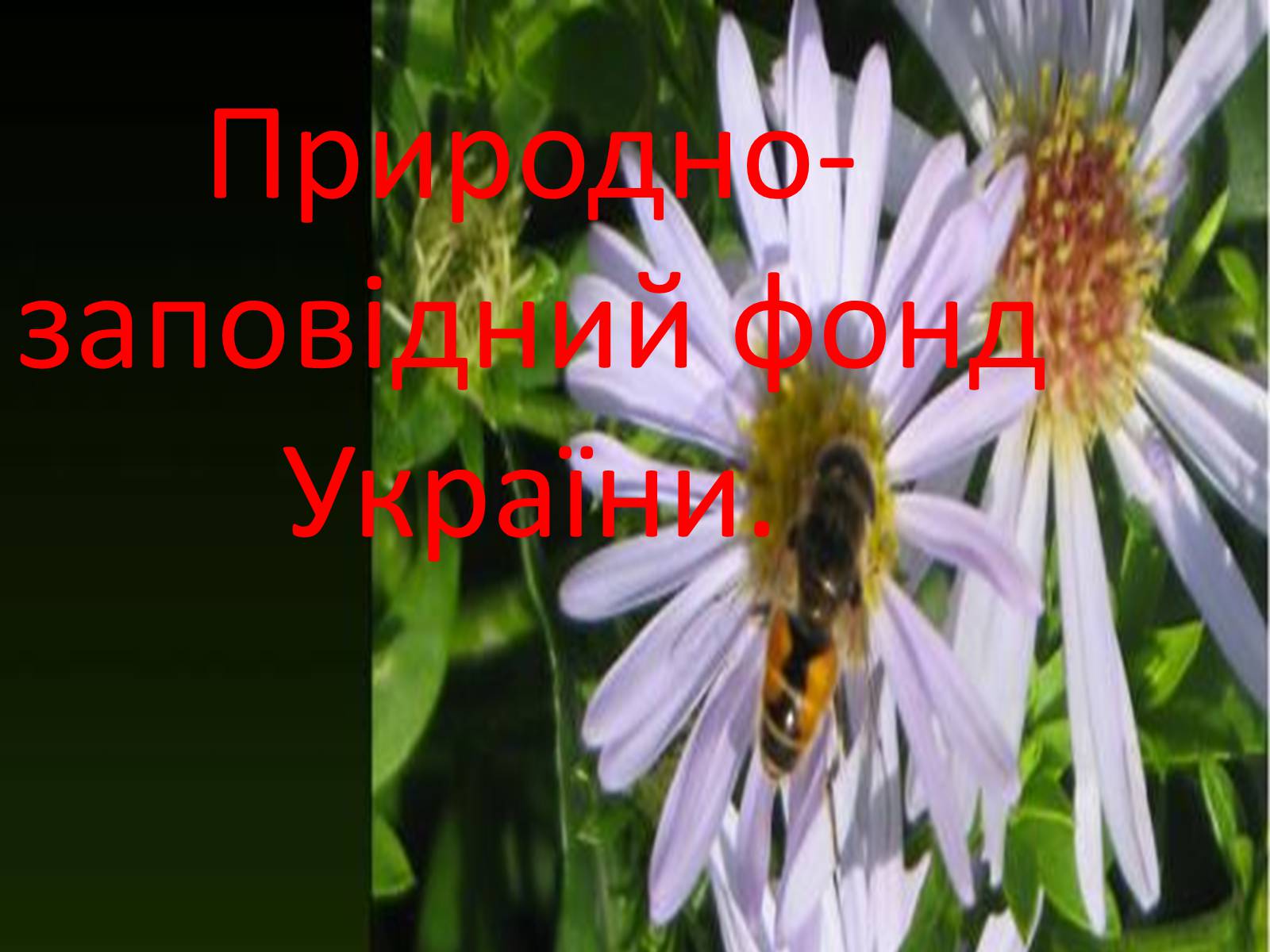 Презентація на тему «Природно-заповідний фонд України» (варіант 1) - Слайд #1 Презентація на тему «Природно-заповідний фонд України» (варіант 1) - Слайд #1