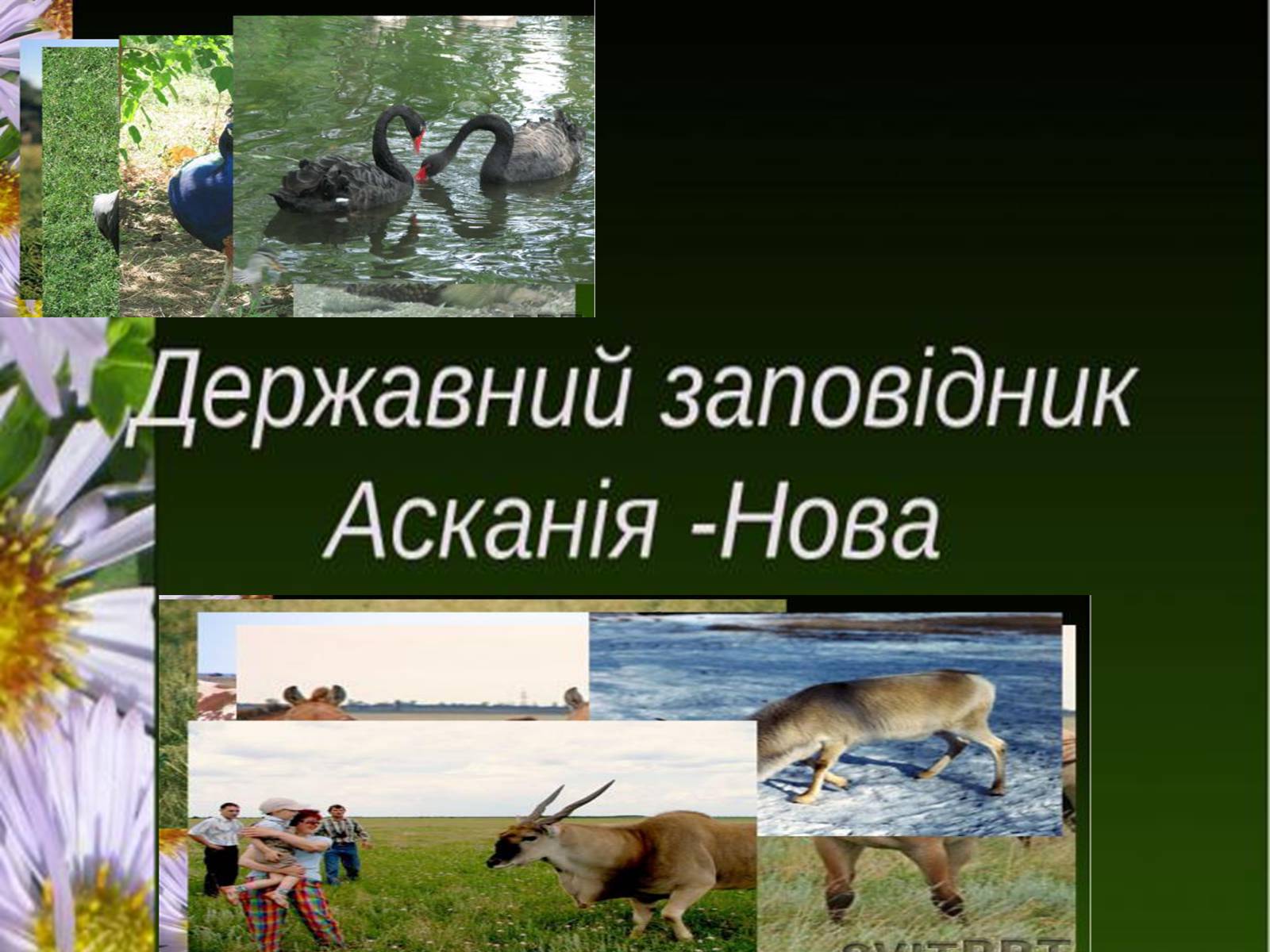 Презентація на тему «Природно-заповідний фонд України» (варіант 1) - Слайд #6 Презентація на тему «Природно-заповідний фонд України» (варіант 1) - Слайд #6
