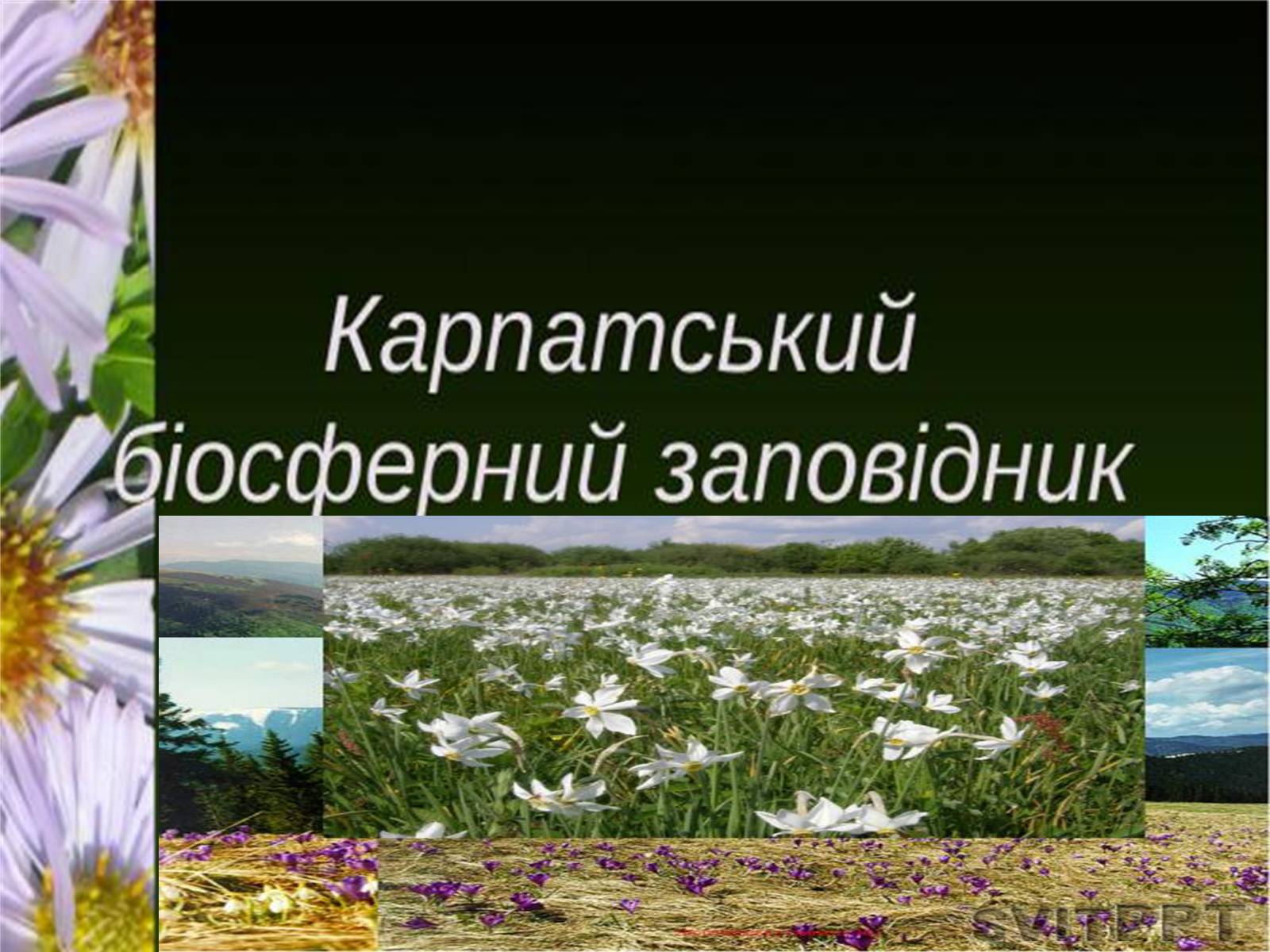 Презентація на тему «Природно-заповідний фонд України» (варіант 1) - Слайд #7 Презентація на тему «Природно-заповідний фонд України» (варіант 1) - Слайд #7