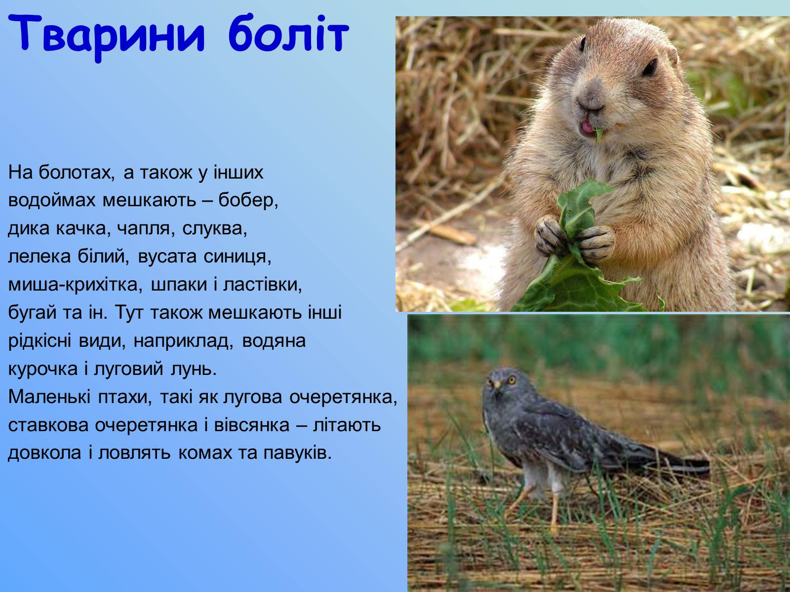 Презентація на тему «Тварини лісів» - Слайд #10 Презентація на тему «Тварини лісів» - Слайд #10