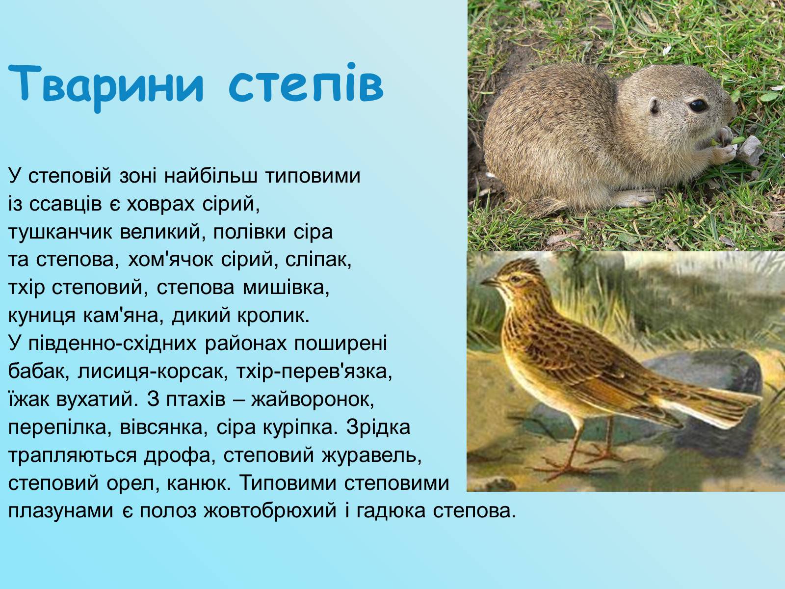 Презентація на тему «Тварини лісів» - Слайд #5 Презентація на тему «Тварини лісів» - Слайд #5