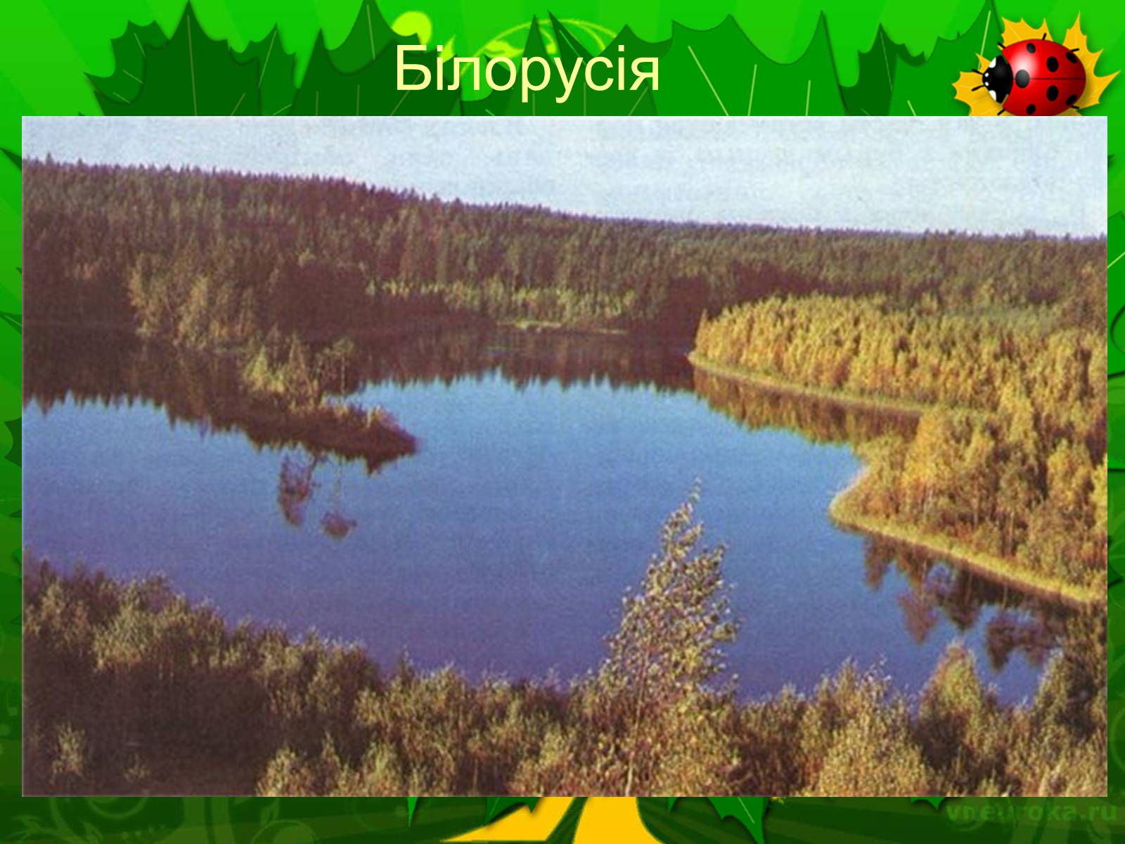 Презентація на тему «Екологічні проблеми лісів України» - Слайд #11 Презентація на тему «Екологічні проблеми лісів України» - Слайд #11
