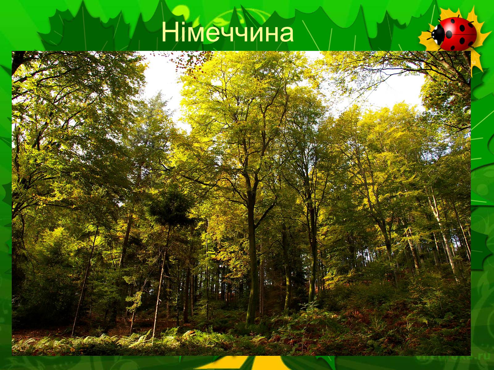 Презентація на тему «Екологічні проблеми лісів України» - Слайд #13 Презентація на тему «Екологічні проблеми лісів України» - Слайд #13