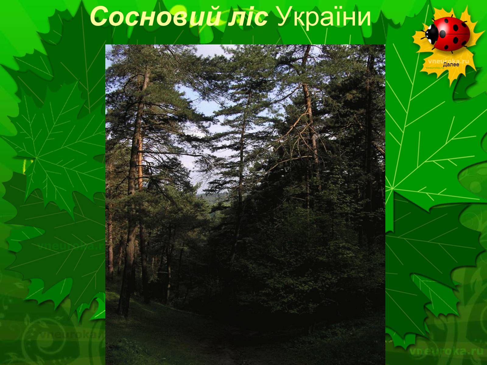 Презентація на тему «Екологічні проблеми лісів України» - Слайд #15 Презентація на тему «Екологічні проблеми лісів України» - Слайд #15