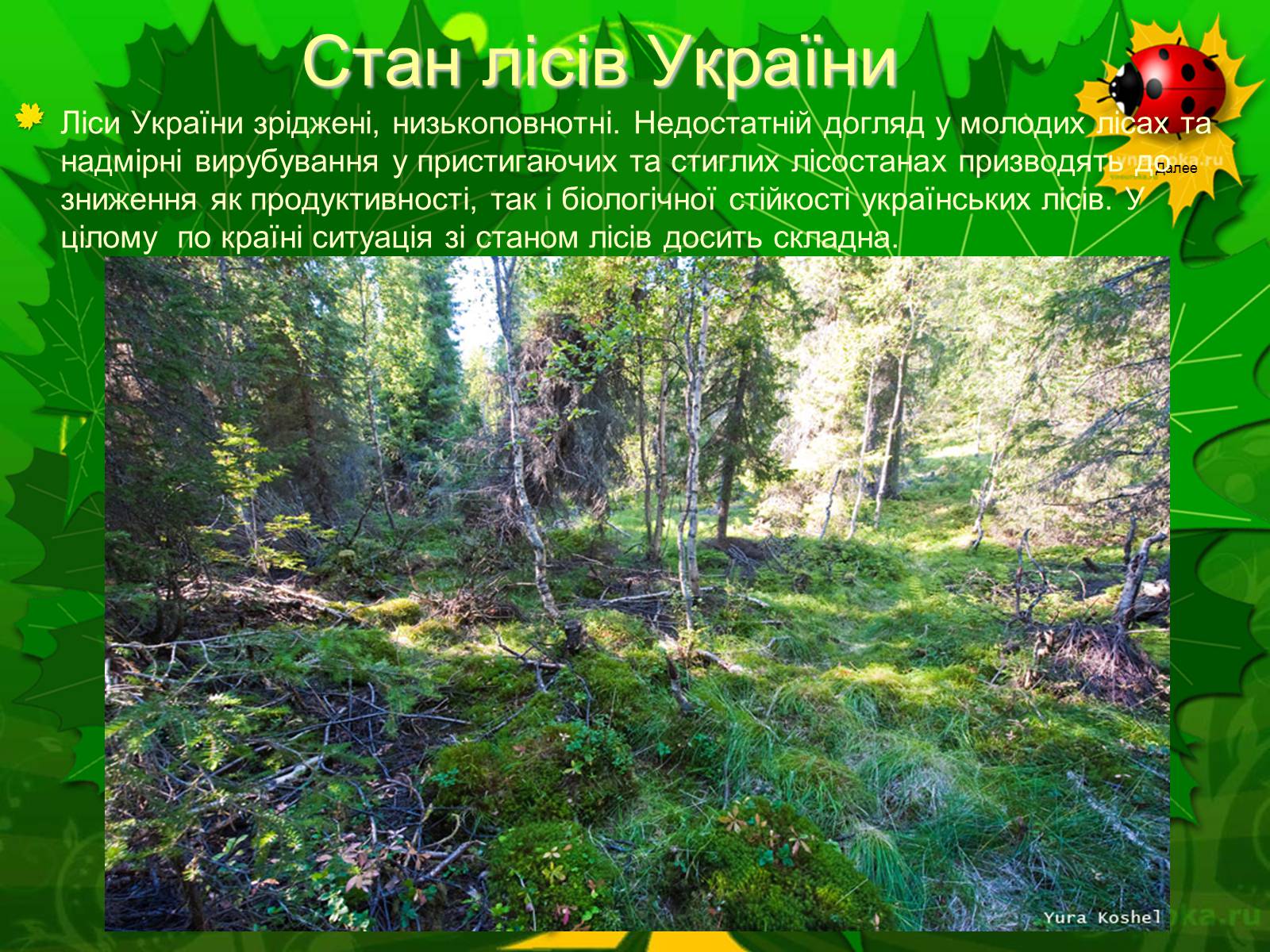 Презентація на тему «Екологічні проблеми лісів України» - Слайд #36 Презентація на тему «Екологічні проблеми лісів України» - Слайд #36