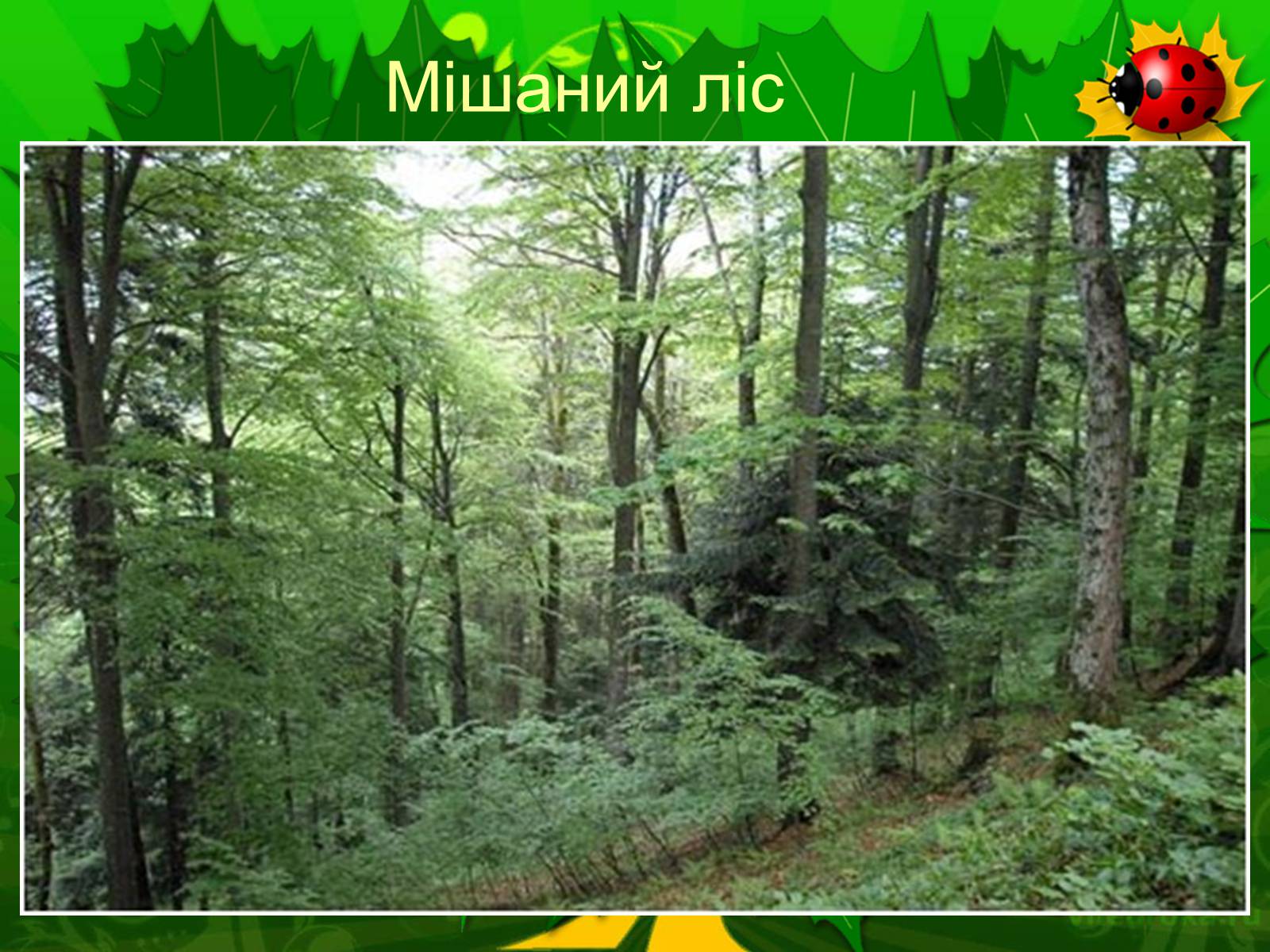 Презентація на тему «Екологічні проблеми лісів України» - Слайд #44 Презентація на тему «Екологічні проблеми лісів України» - Слайд #44
