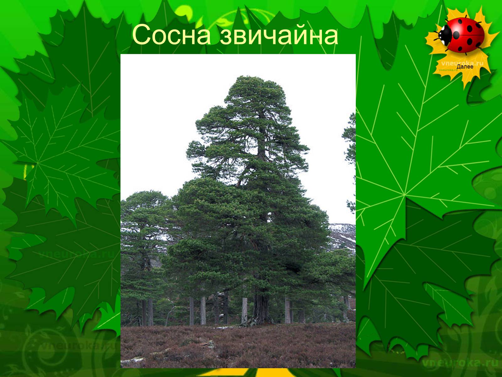 Презентація на тему «Екологічні проблеми лісів України» - Слайд #48 Презентація на тему «Екологічні проблеми лісів України» - Слайд #48