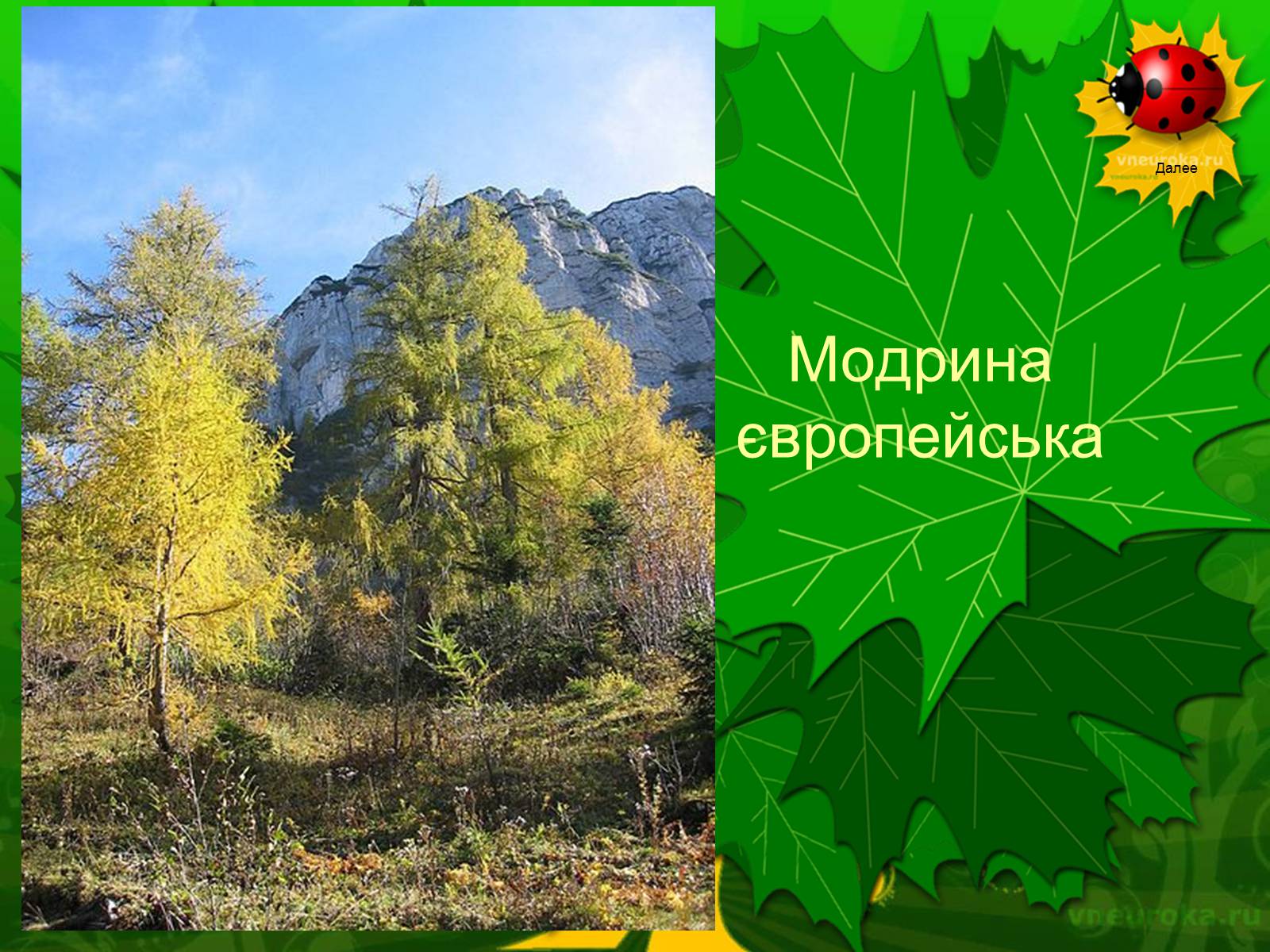 Презентація на тему «Екологічні проблеми лісів України» - Слайд #50 Презентація на тему «Екологічні проблеми лісів України» - Слайд #50