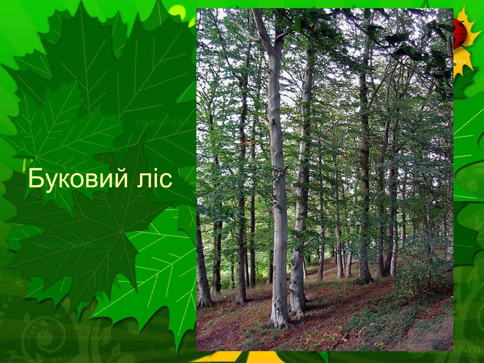 Презентація на тему «Екологічні проблеми лісів України» - Слайд #51 Презентація на тему «Екологічні проблеми лісів України» - Слайд #51