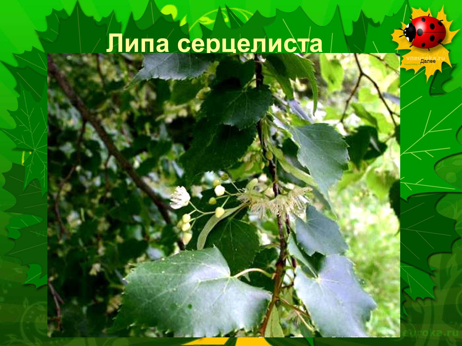Презентація на тему «Екологічні проблеми лісів України» - Слайд #54 Презентація на тему «Екологічні проблеми лісів України» - Слайд #54