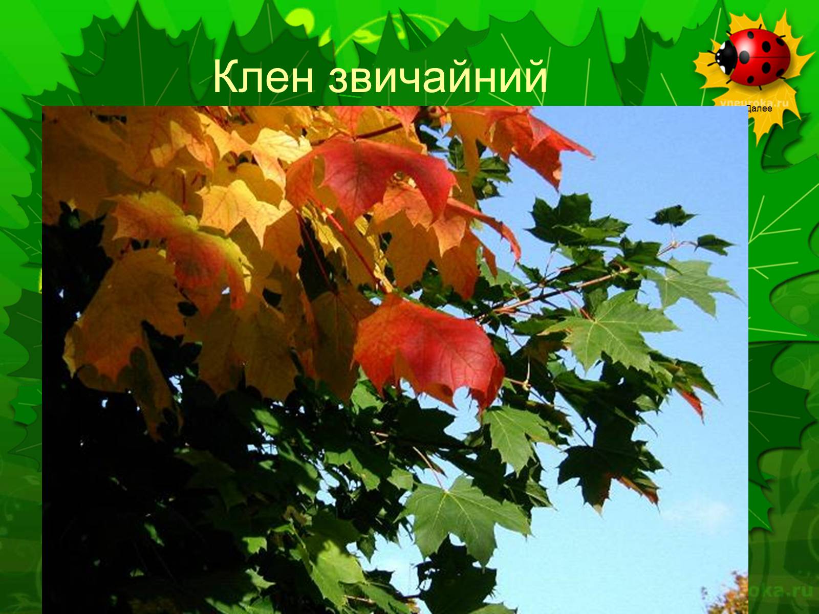 Презентація на тему «Екологічні проблеми лісів України» - Слайд #55 Презентація на тему «Екологічні проблеми лісів України» - Слайд #55