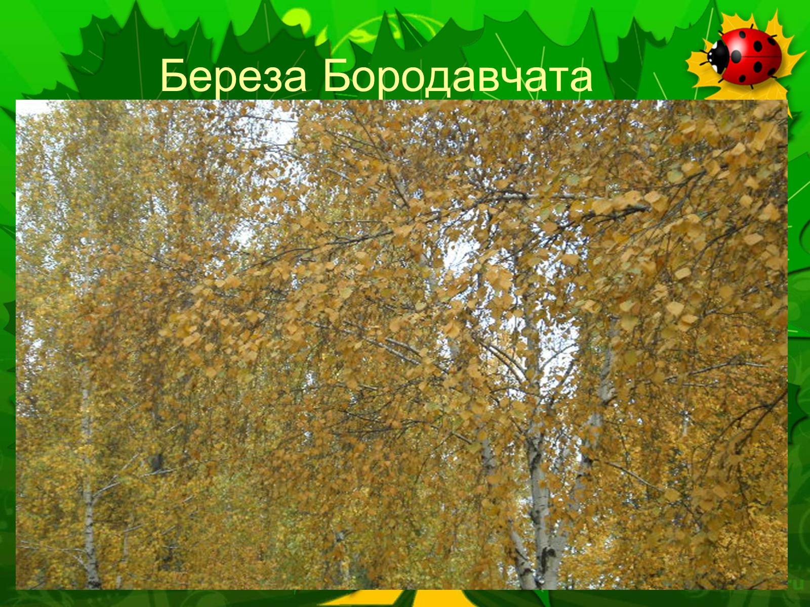 Презентація на тему «Екологічні проблеми лісів України» - Слайд #56 Презентація на тему «Екологічні проблеми лісів України» - Слайд #56