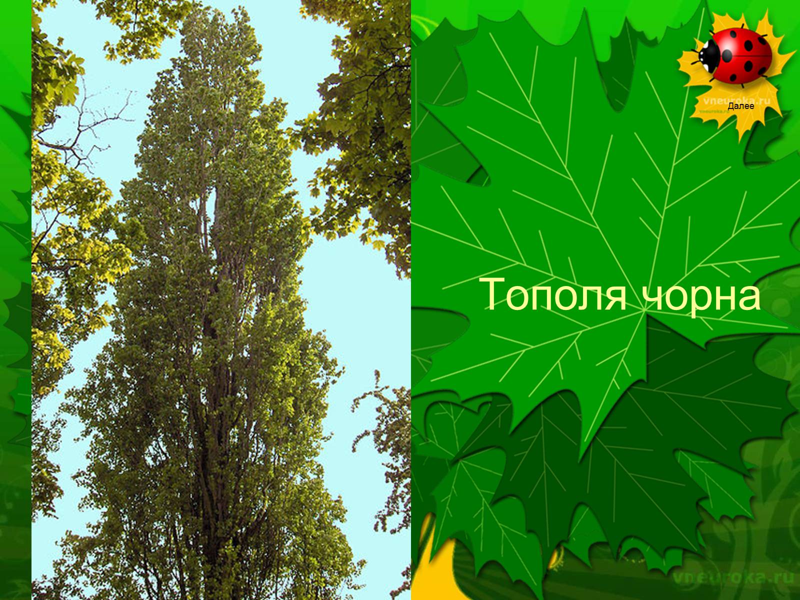 Презентація на тему «Екологічні проблеми лісів України» - Слайд #57 Презентація на тему «Екологічні проблеми лісів України» - Слайд #57