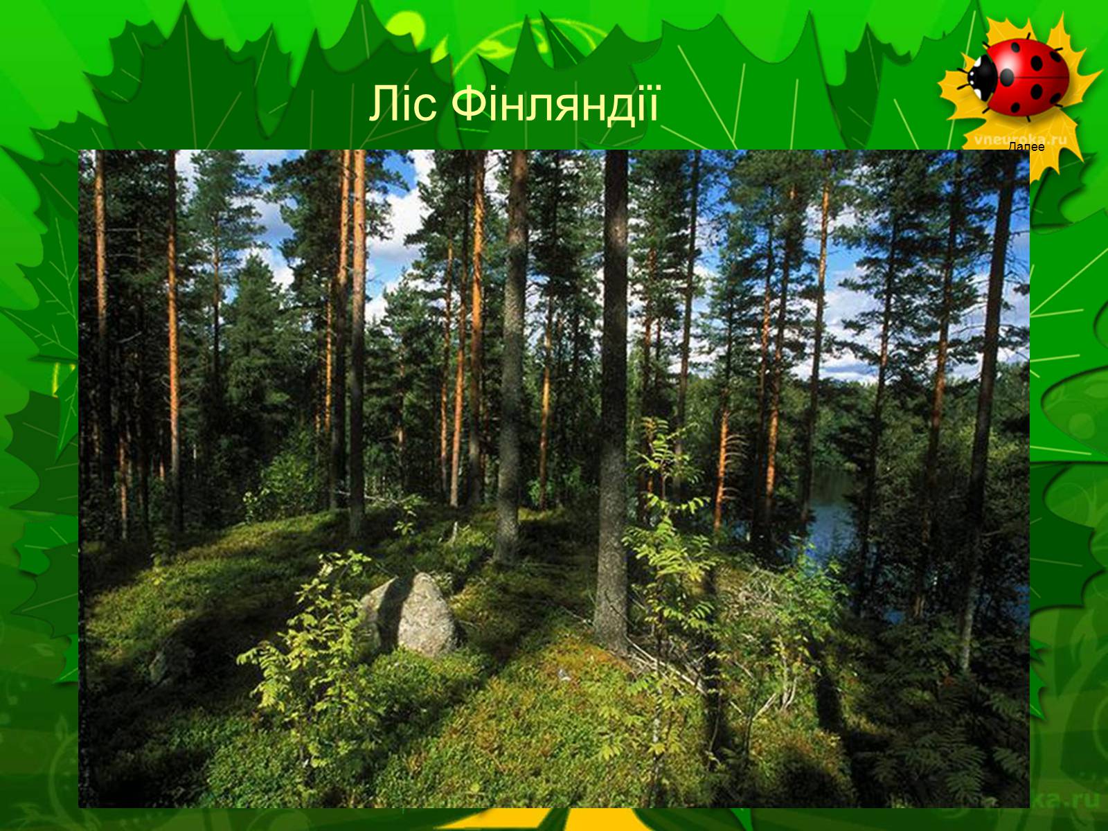 Презентація на тему «Екологічні проблеми лісів України» - Слайд #6 Презентація на тему «Екологічні проблеми лісів України» - Слайд #6