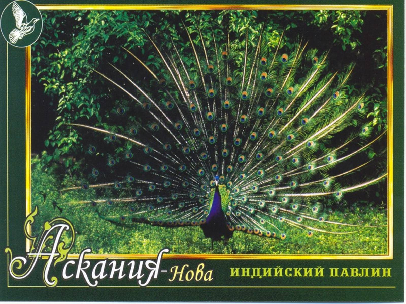 Презентація на тему «Екологічні проблеми лісів України» - Слайд #69 Презентація на тему «Екологічні проблеми лісів України» - Слайд #69