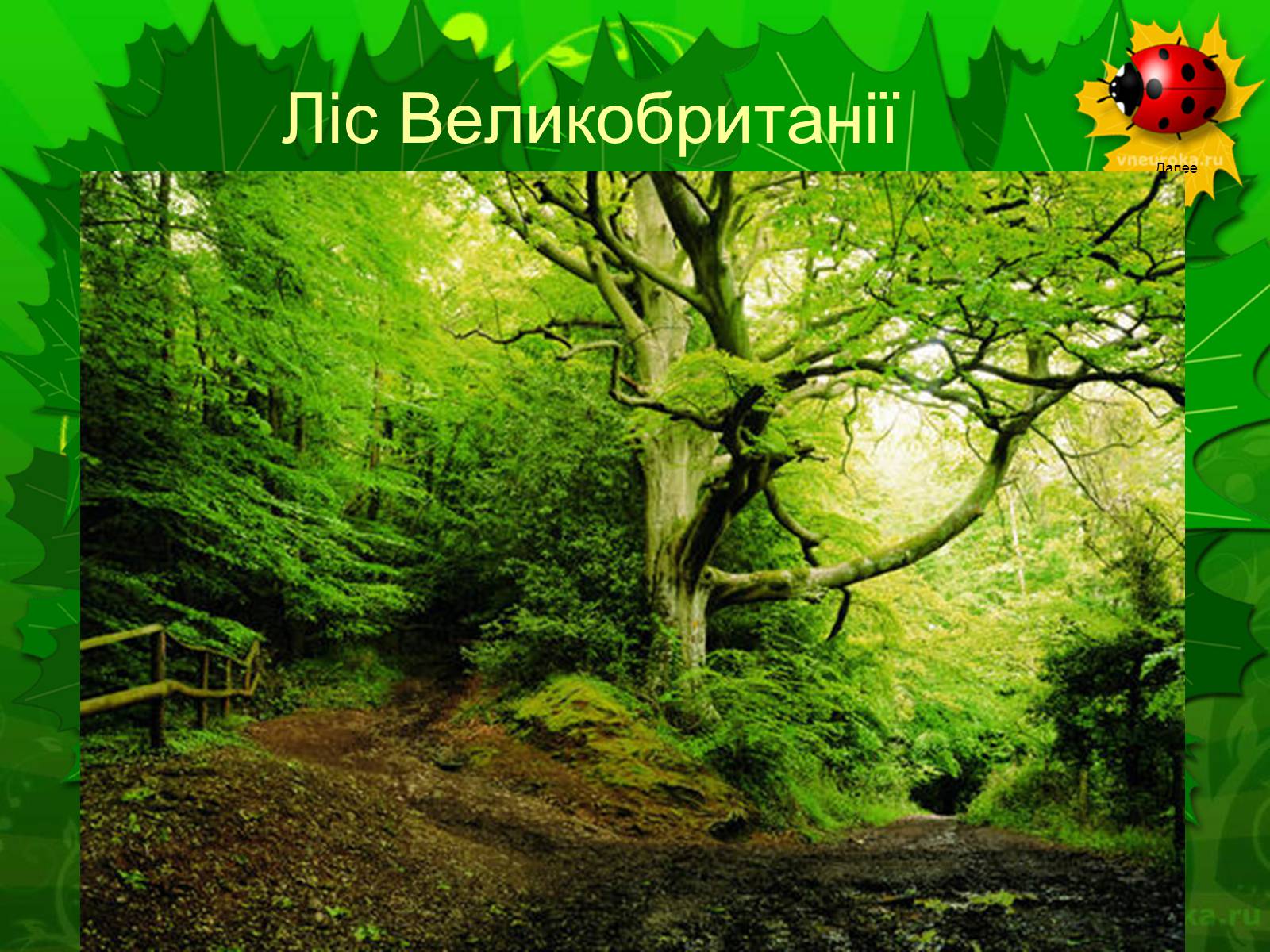 Презентація на тему «Екологічні проблеми лісів України» - Слайд #9 Презентація на тему «Екологічні проблеми лісів України» - Слайд #9