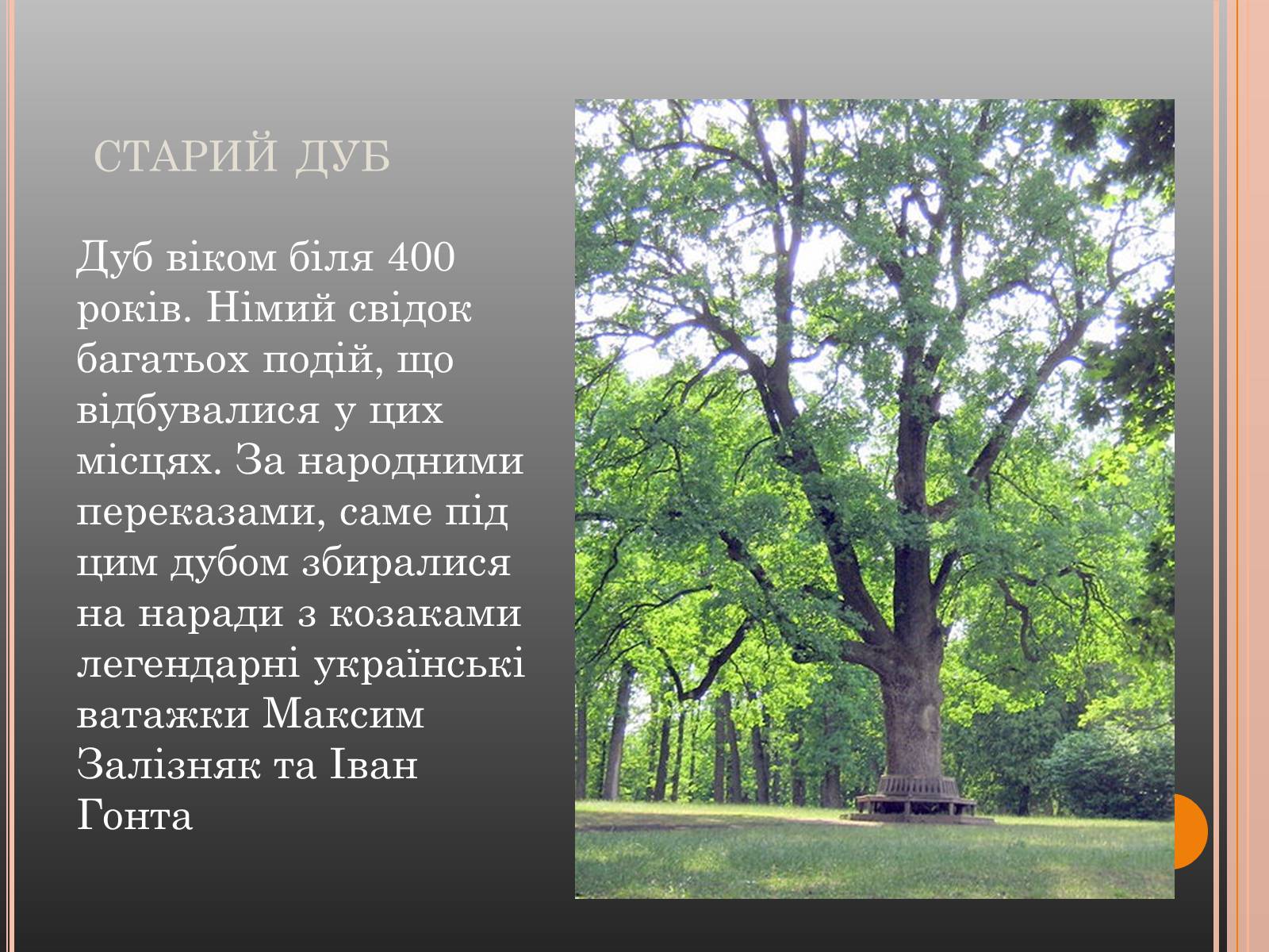 Презентація на тему «Національний дендрологічний парк «Софіївка»» (варіант 1) - Слайд #14 Презентація на тему «Національний дендрологічний парк «Софіївка»» (варіант 1) - Слайд #14