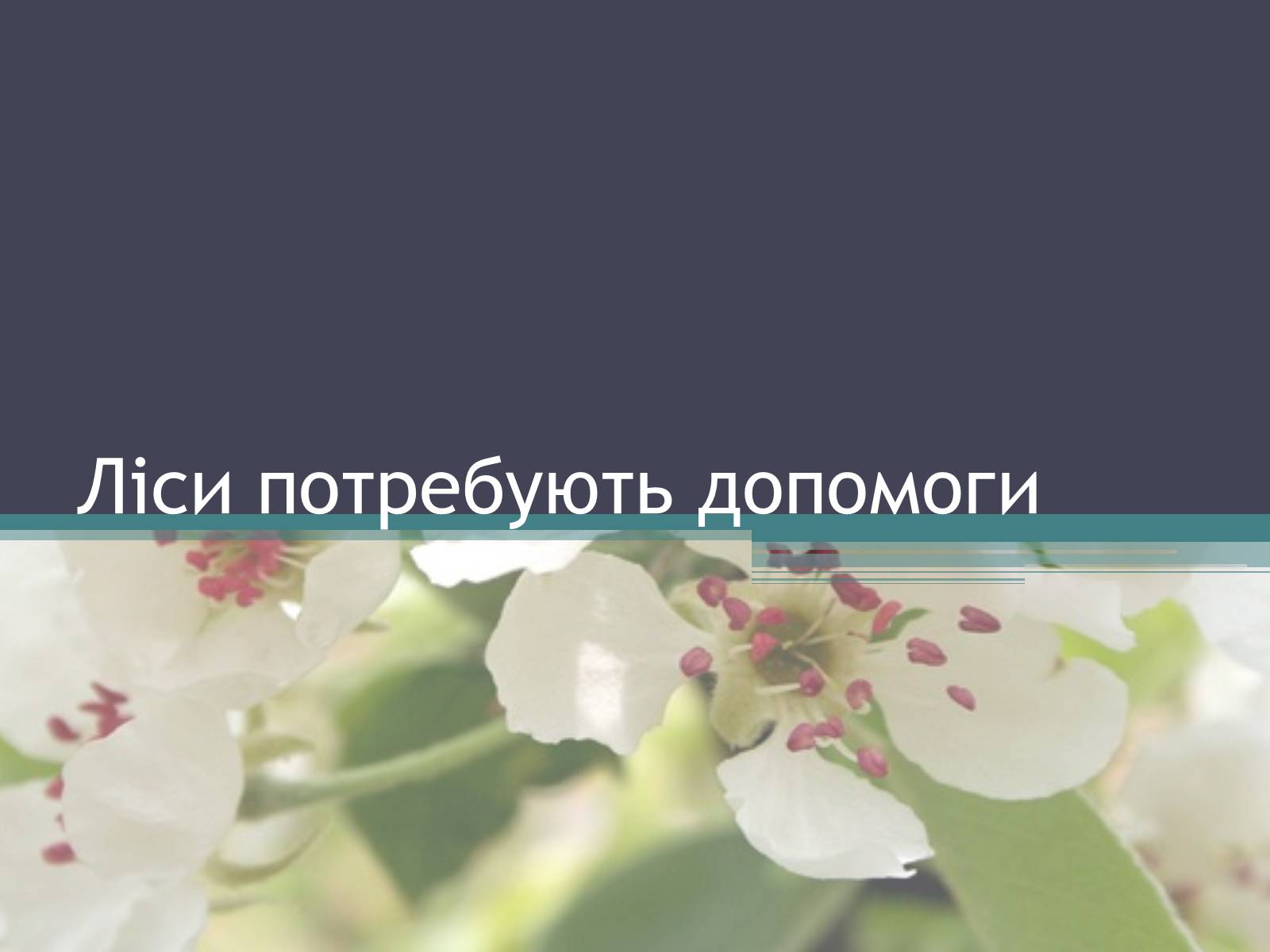 Презентація на тему «Ліси потребують допомоги» - Слайд #1 Презентація на тему «Ліси потребують допомоги» - Слайд #1