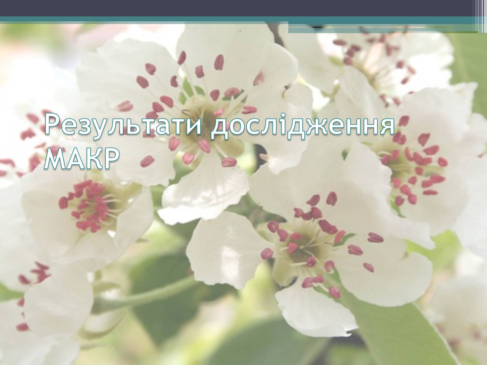 Презентація на тему «Ліси потребують допомоги» - Слайд #11 Презентація на тему «Ліси потребують допомоги» - Слайд #11