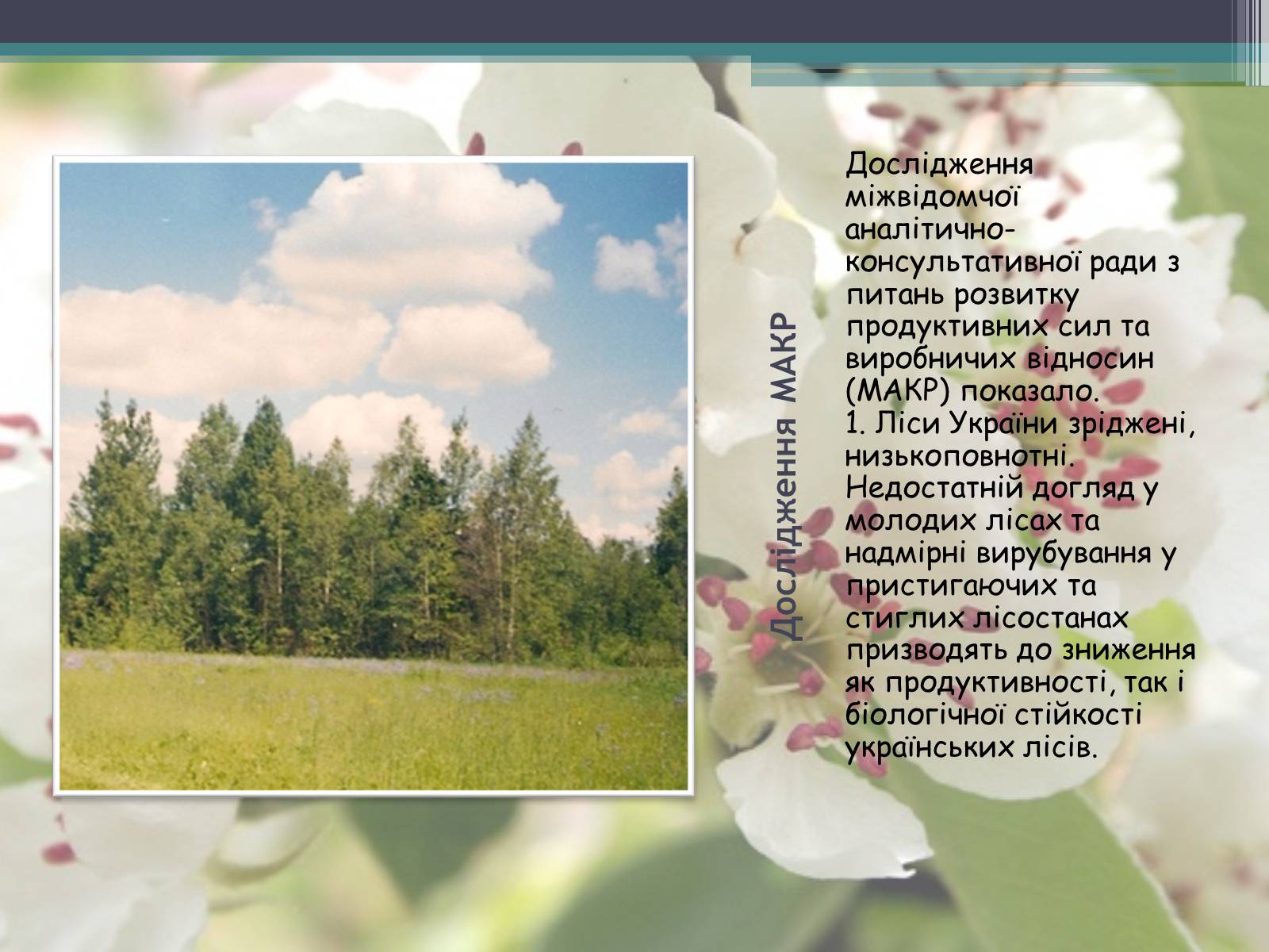 Презентація на тему «Ліси потребують допомоги» - Слайд #12 Презентація на тему «Ліси потребують допомоги» - Слайд #12