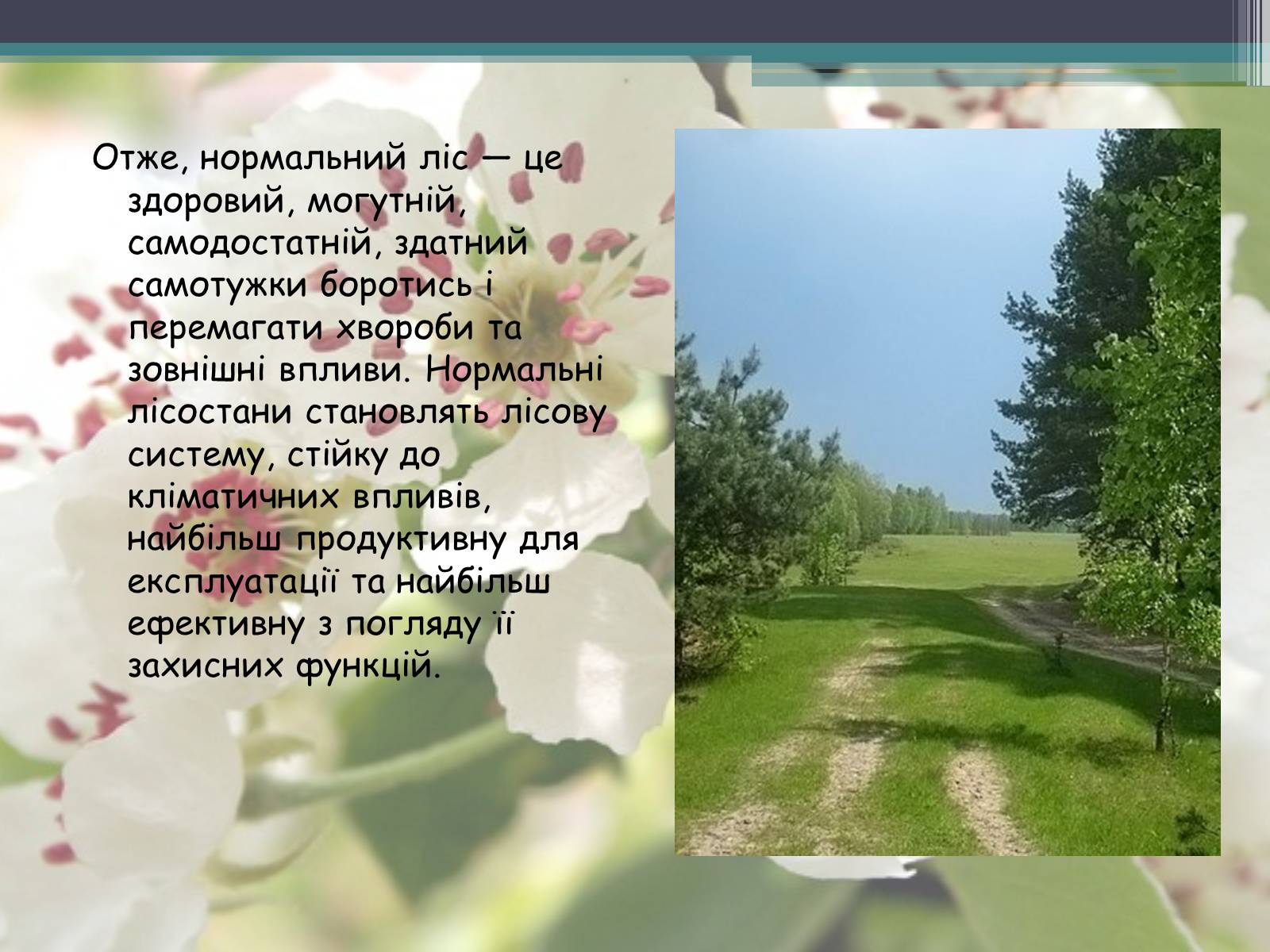 Презентація на тему «Ліси потребують допомоги» - Слайд #13 Презентація на тему «Ліси потребують допомоги» - Слайд #13