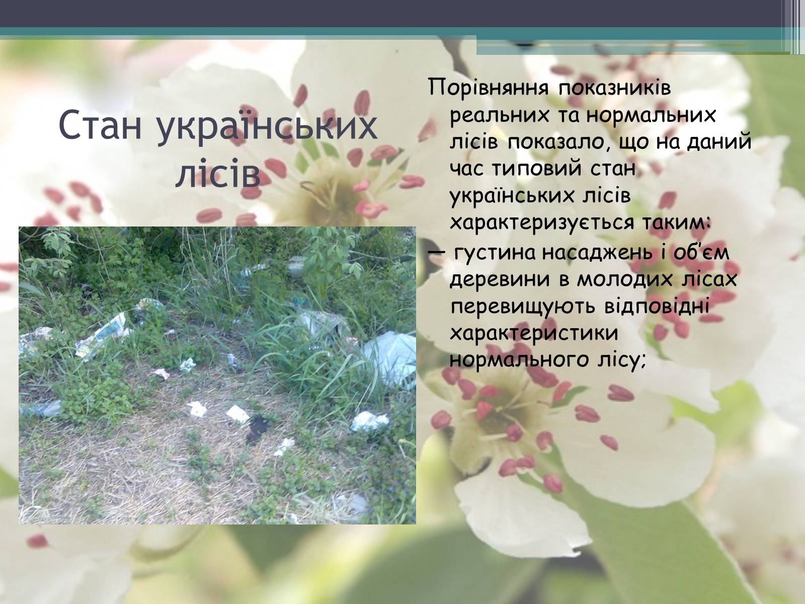 Презентація на тему «Ліси потребують допомоги» - Слайд #14 Презентація на тему «Ліси потребують допомоги» - Слайд #14