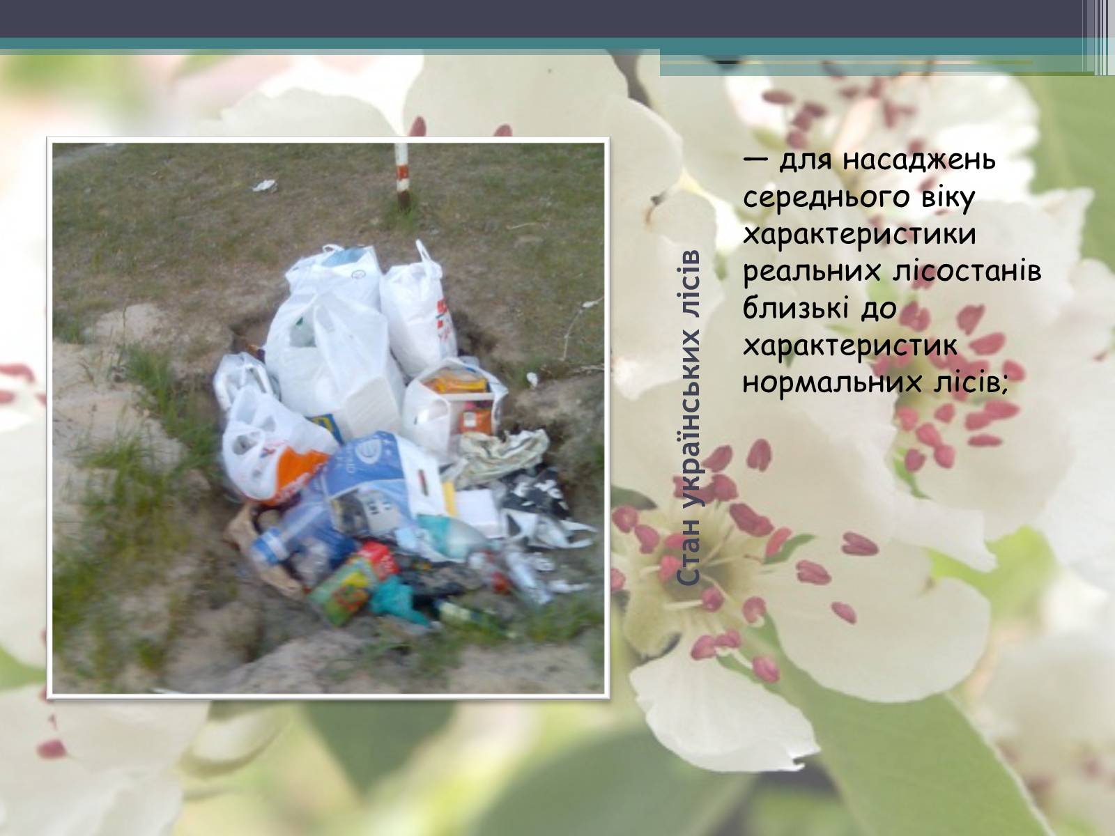 Презентація на тему «Ліси потребують допомоги» - Слайд #15 Презентація на тему «Ліси потребують допомоги» - Слайд #15