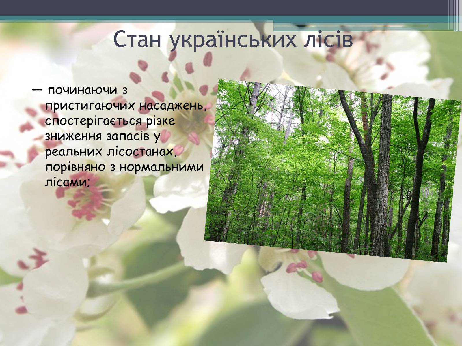 Презентація на тему «Ліси потребують допомоги» - Слайд #16 Презентація на тему «Ліси потребують допомоги» - Слайд #16